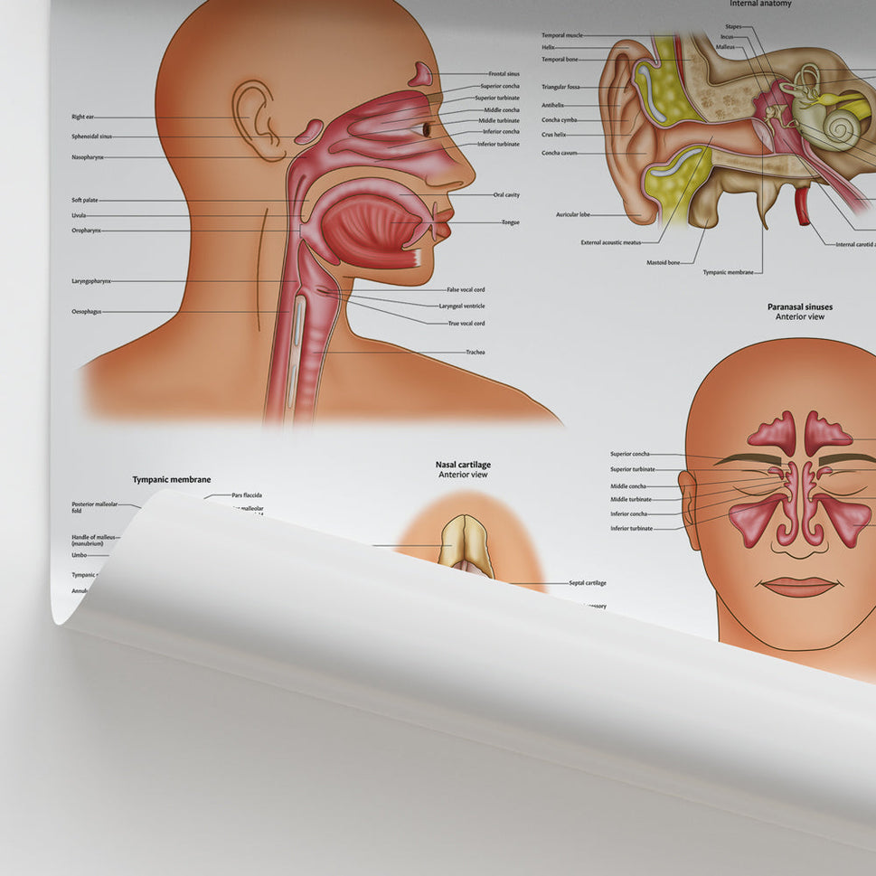 Ear, Nose and Throat Chart / Poster