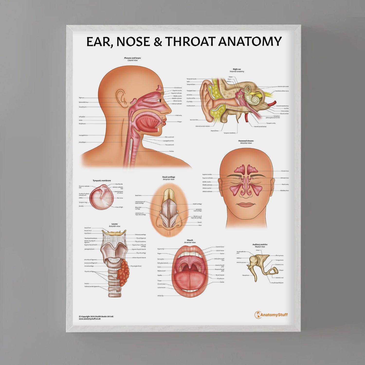 Ear, Nose and Throat Chart / Poster