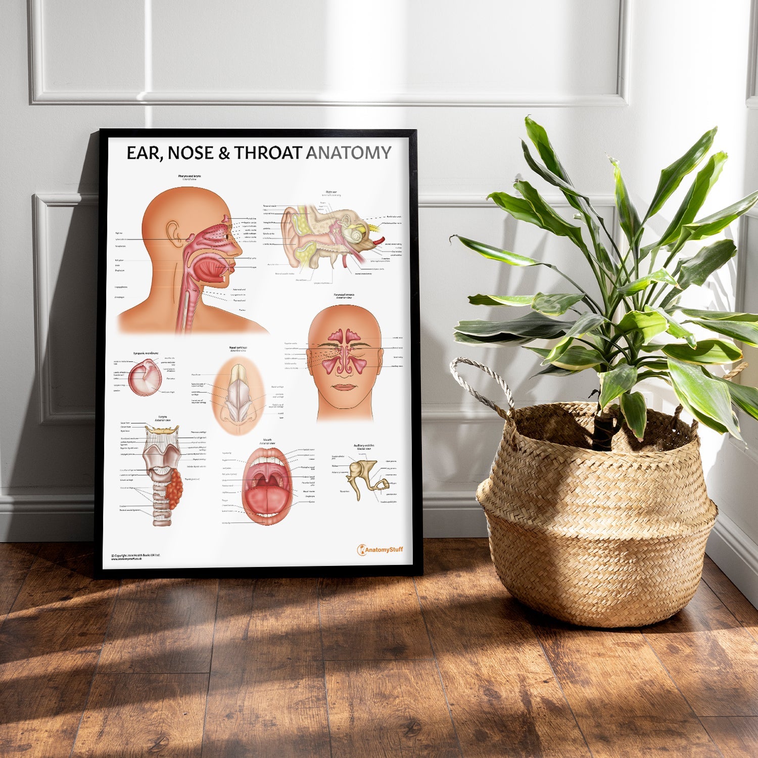 Ear, Nose and Throat Chart / Poster