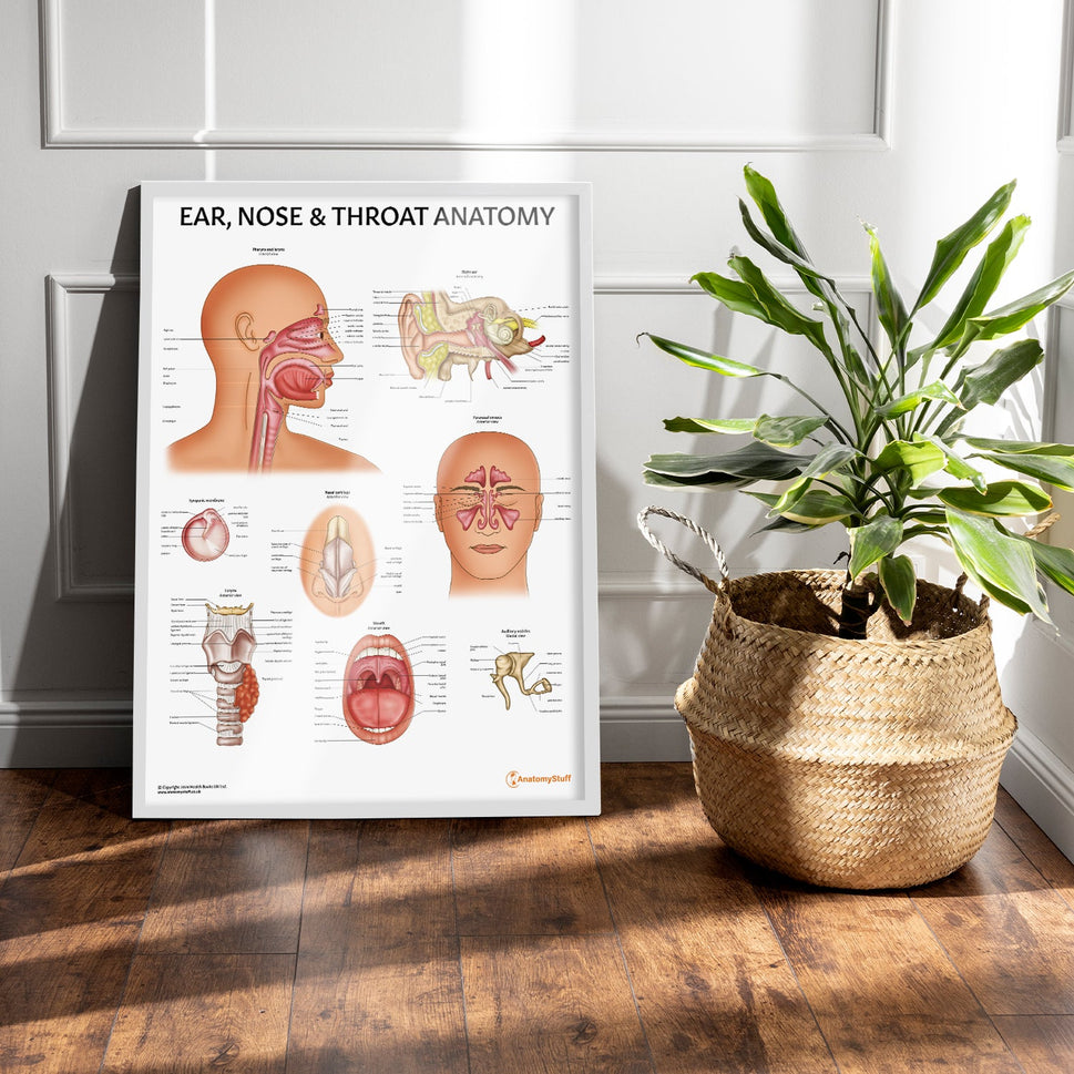 Ear, Nose and Throat Chart / Poster
