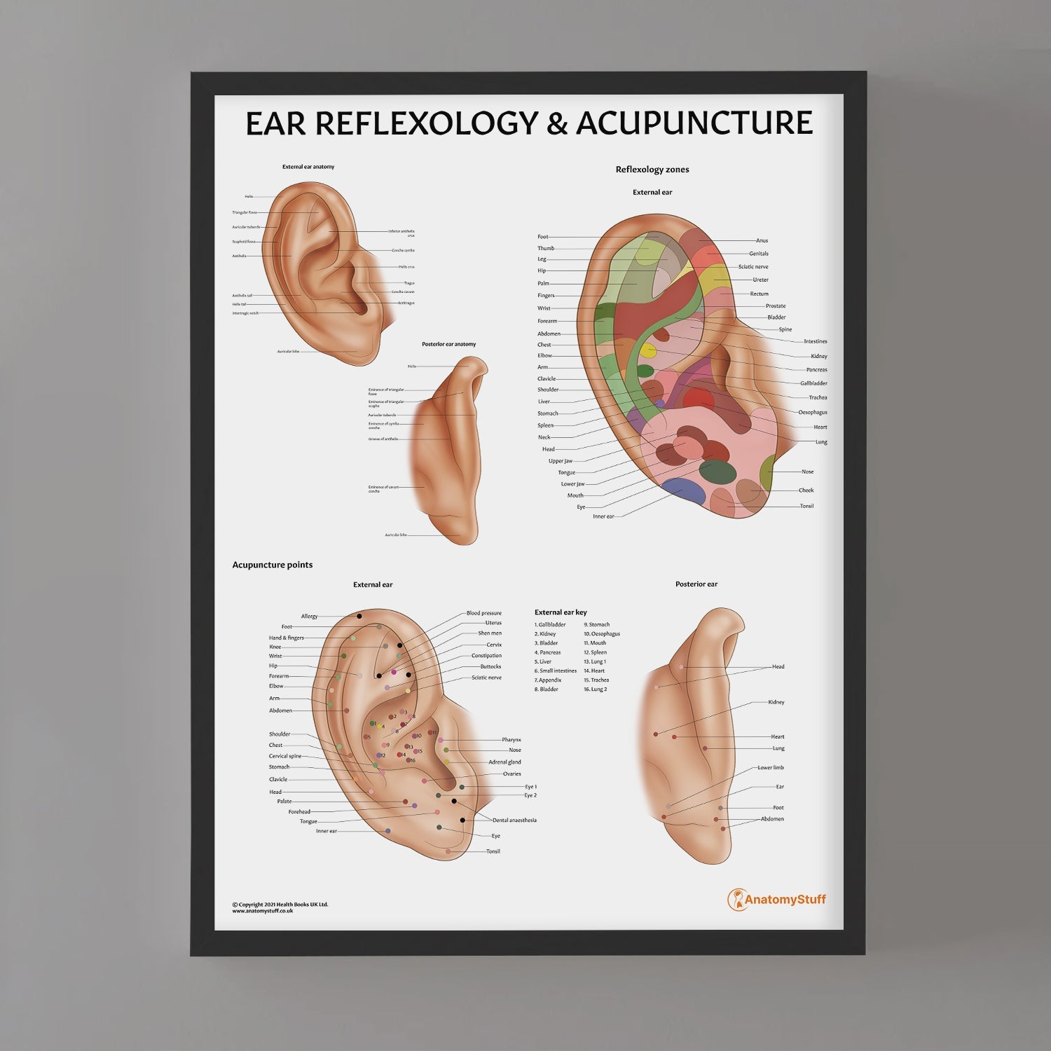 Ear Reflexology & Acupuncture Chart / Poster