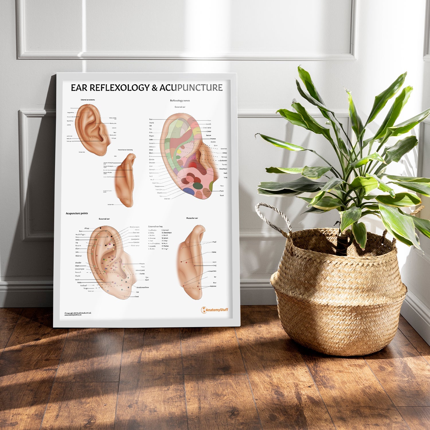 Ear Reflexology & Acupuncture Chart / Poster