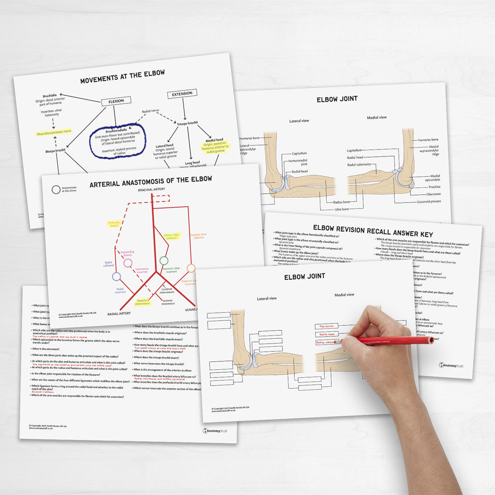 Elbow Anatomy Revision Worksheets (Interactive & Printable PDFs)