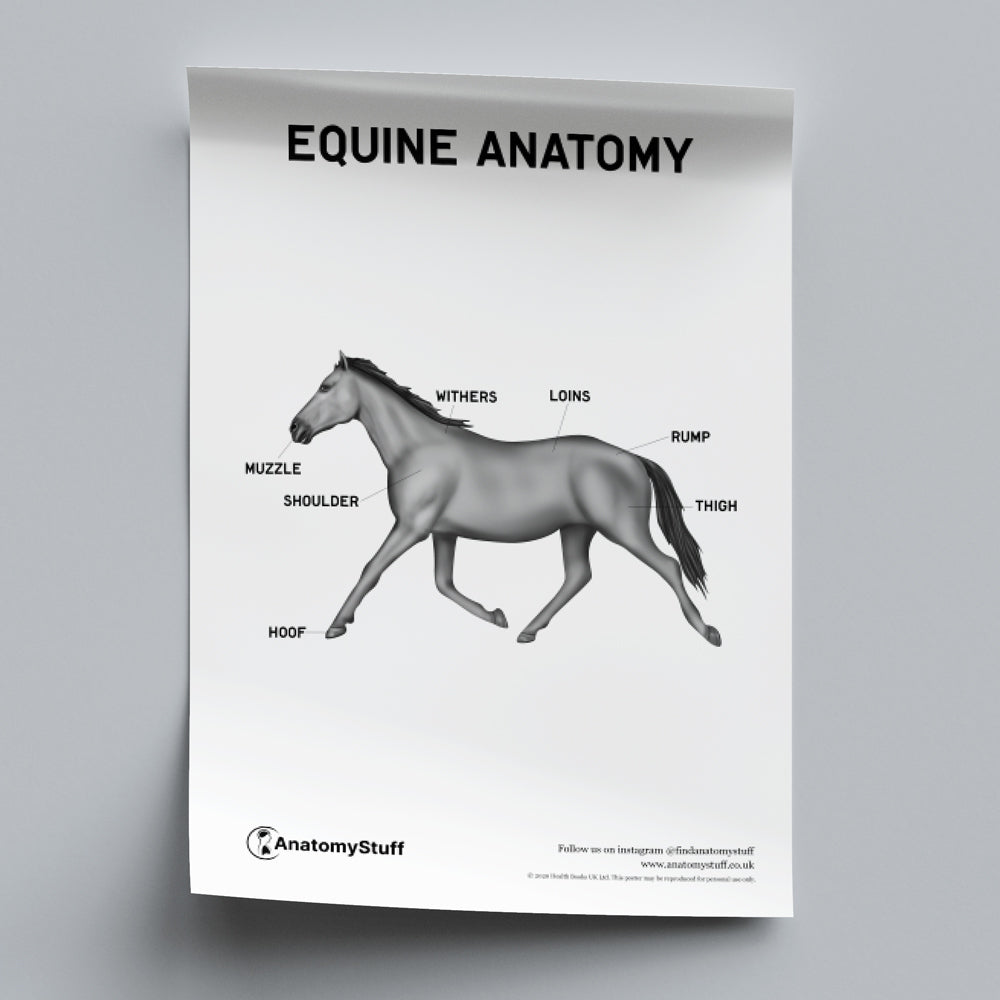 Equine Anatomy Poster PDF