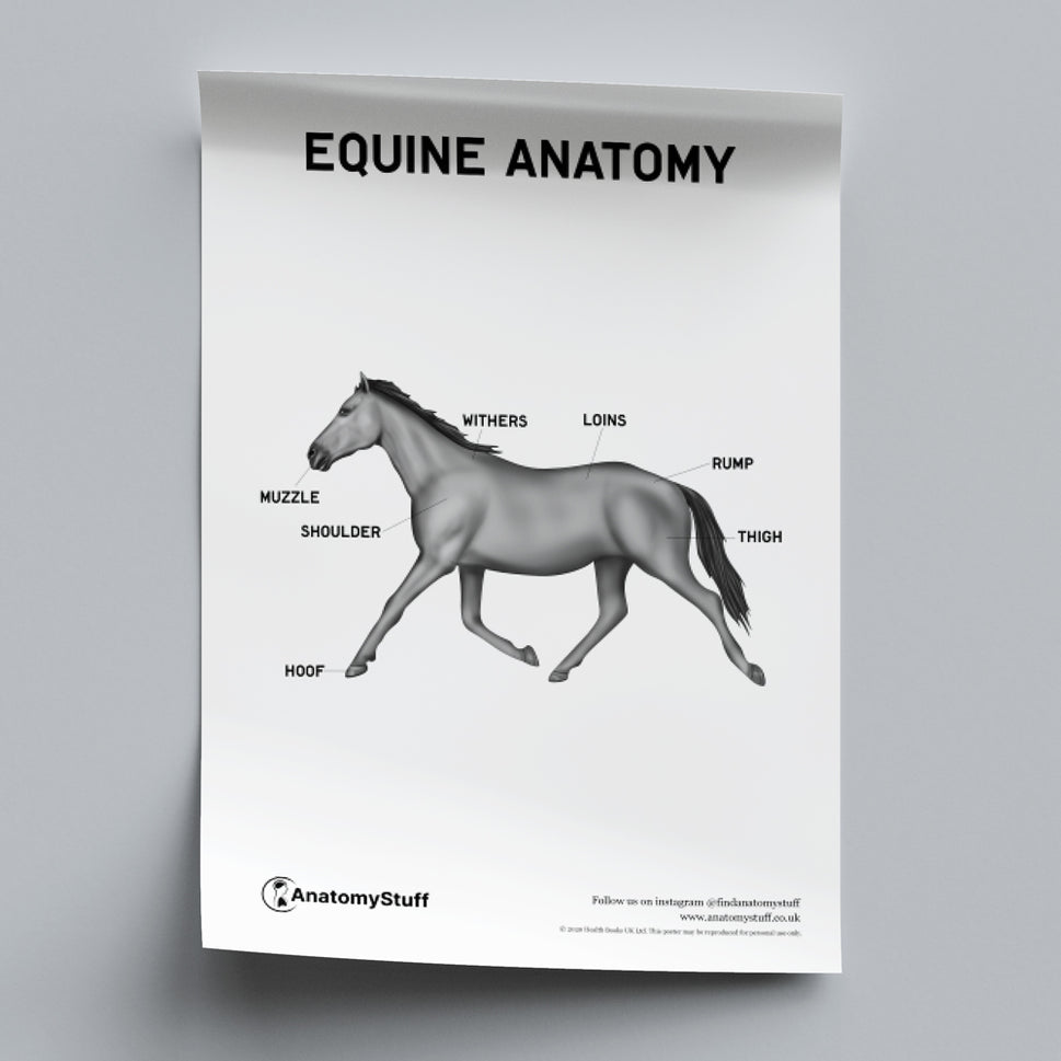 Equine Anatomy Poster PDF