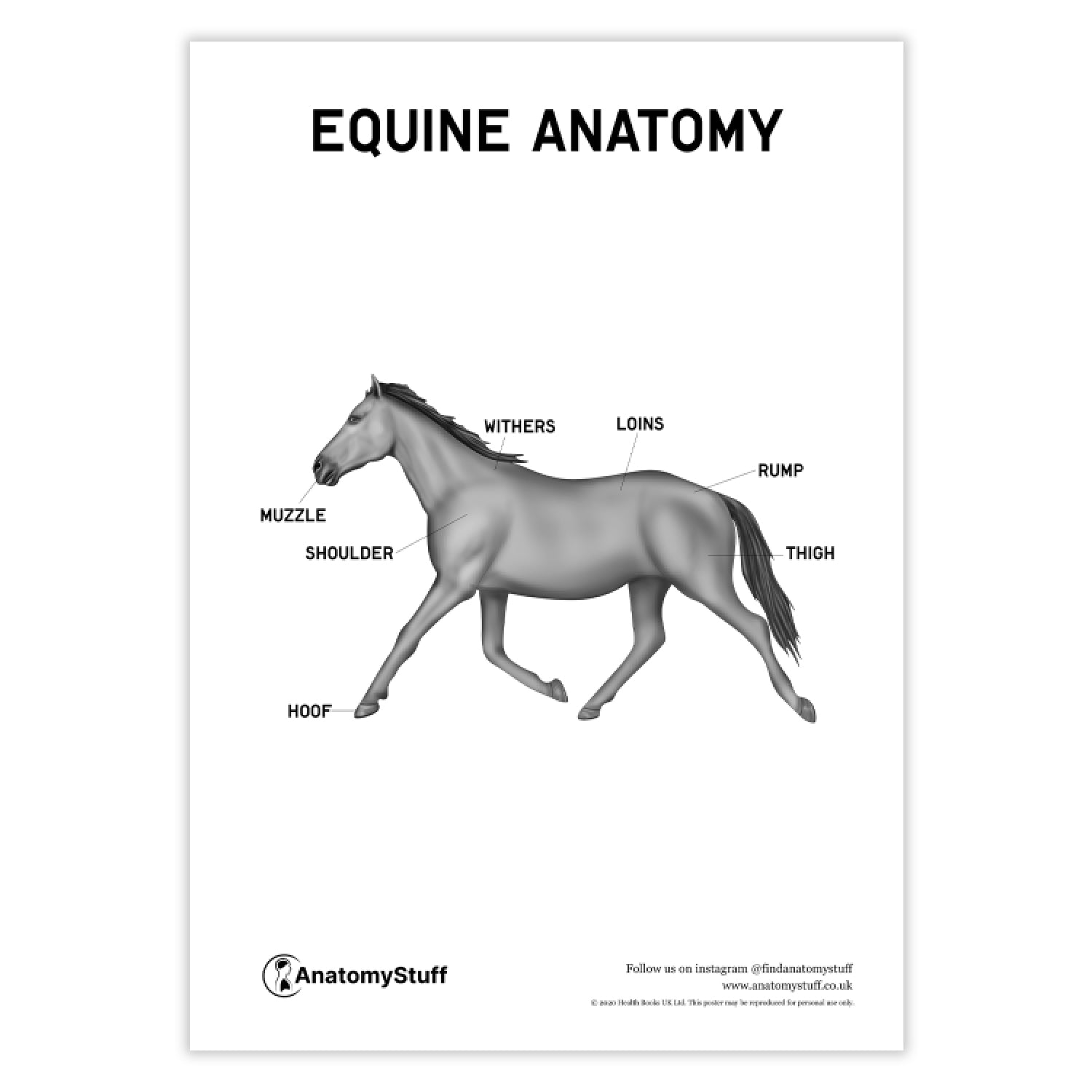 Equine Anatomy Poster PDF