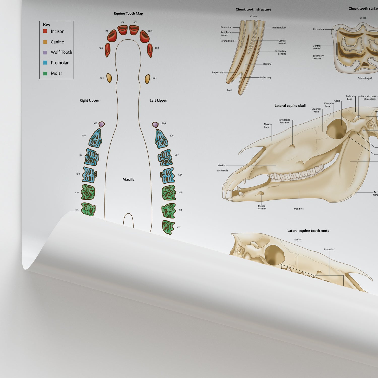 Equine Dental Map Chart / Poster