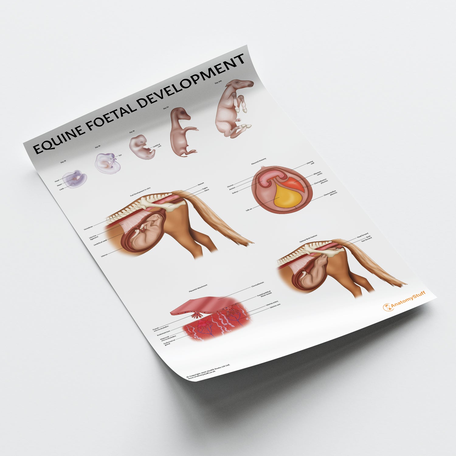 Equine Foetal Development Chart / Poster