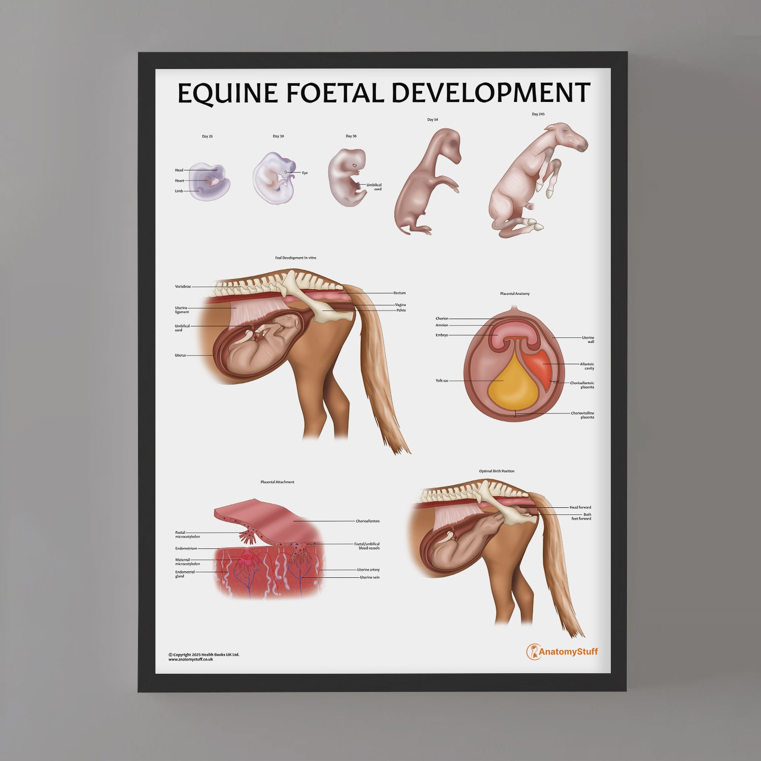 Equine Foetal Development Chart / Poster