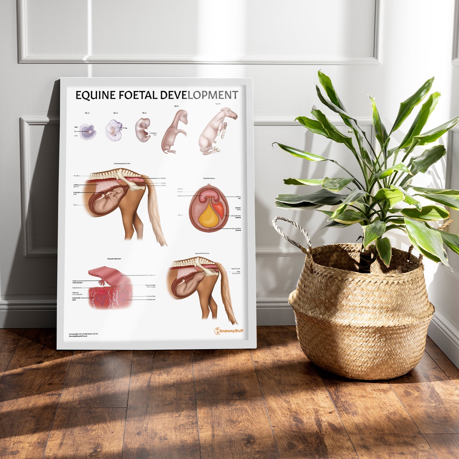 Equine Foetal Development Chart / Poster