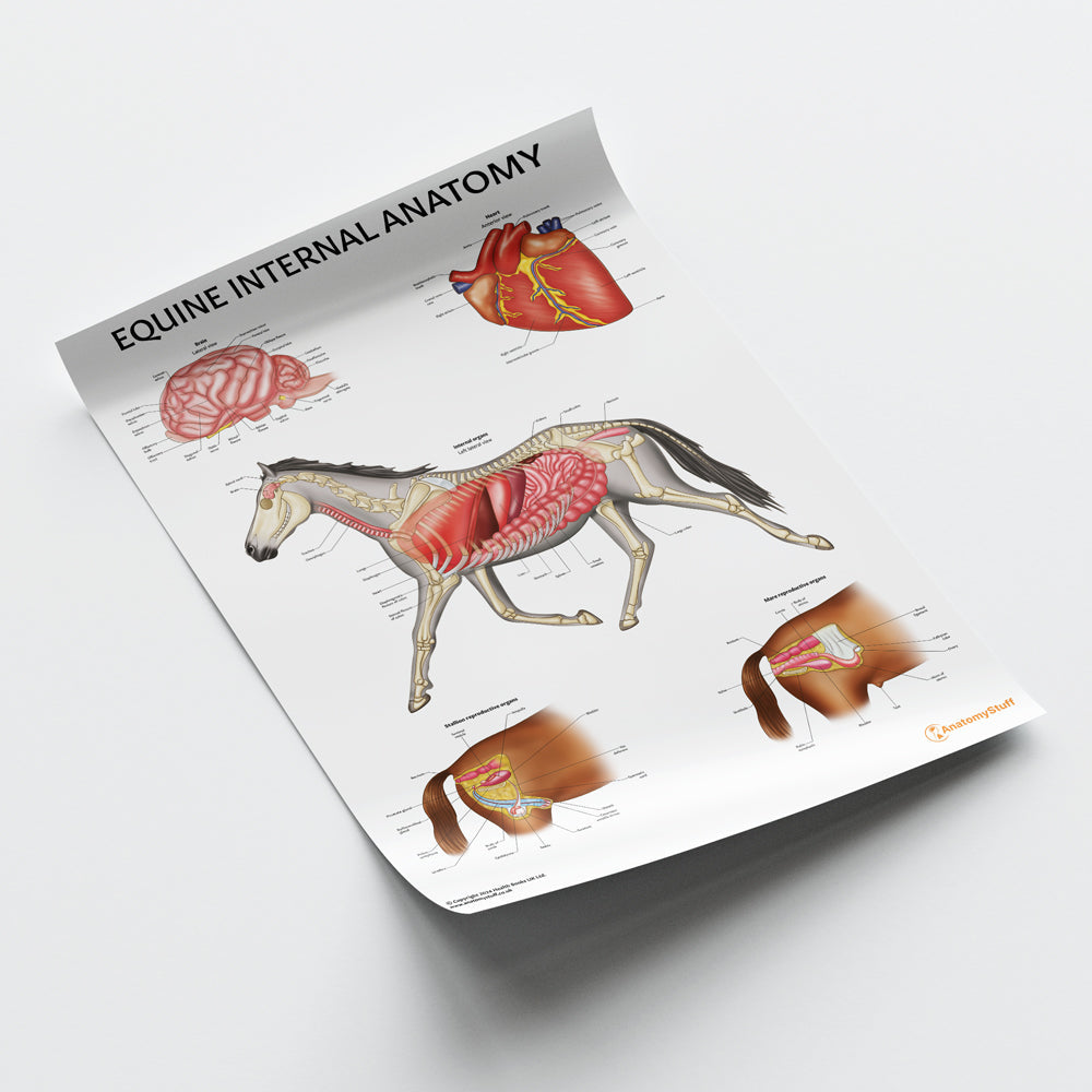 Equine Internal Anatomy Chart / Poster