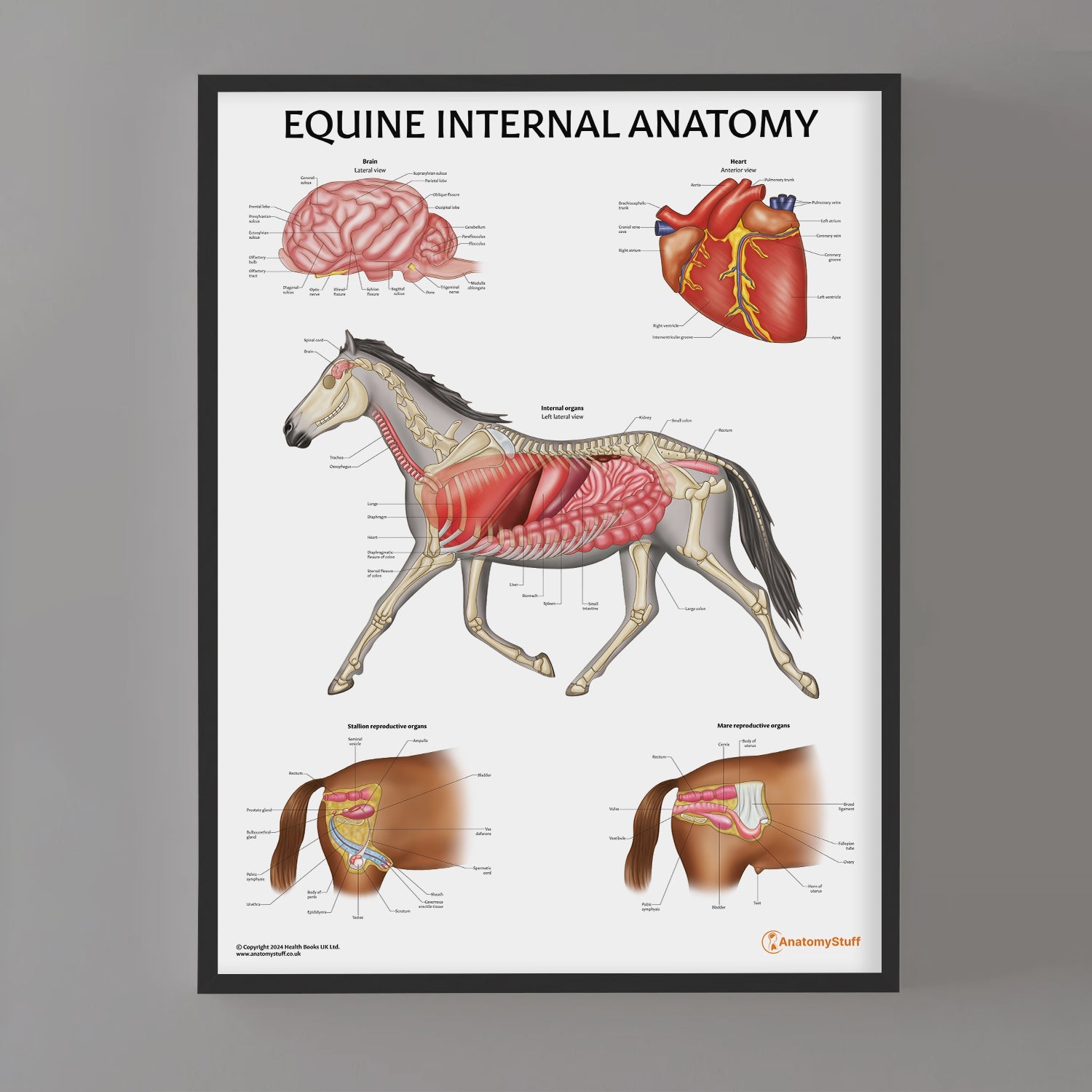Equine Internal Anatomy Chart / Poster