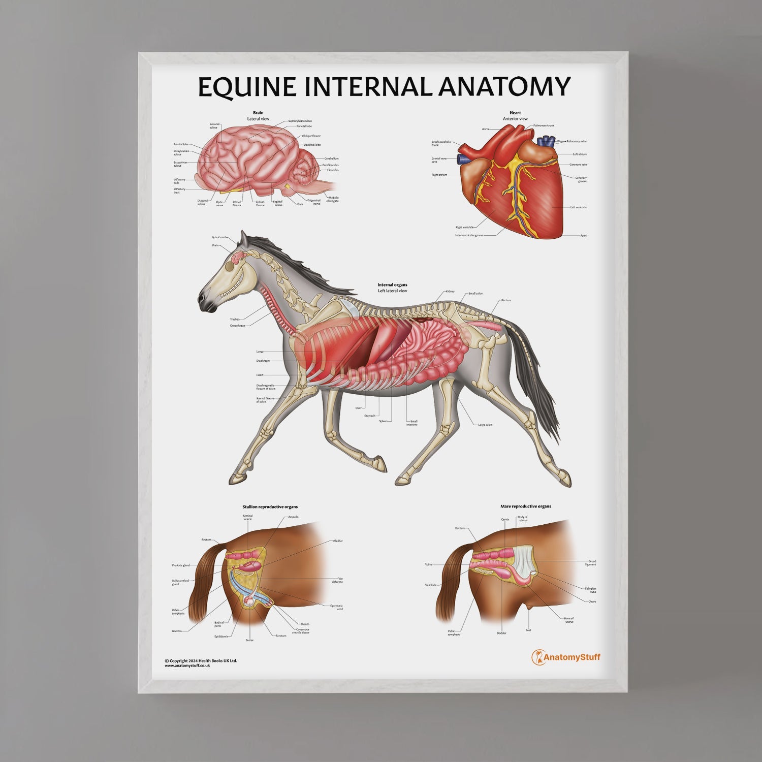 Equine Internal Anatomy Chart / Poster