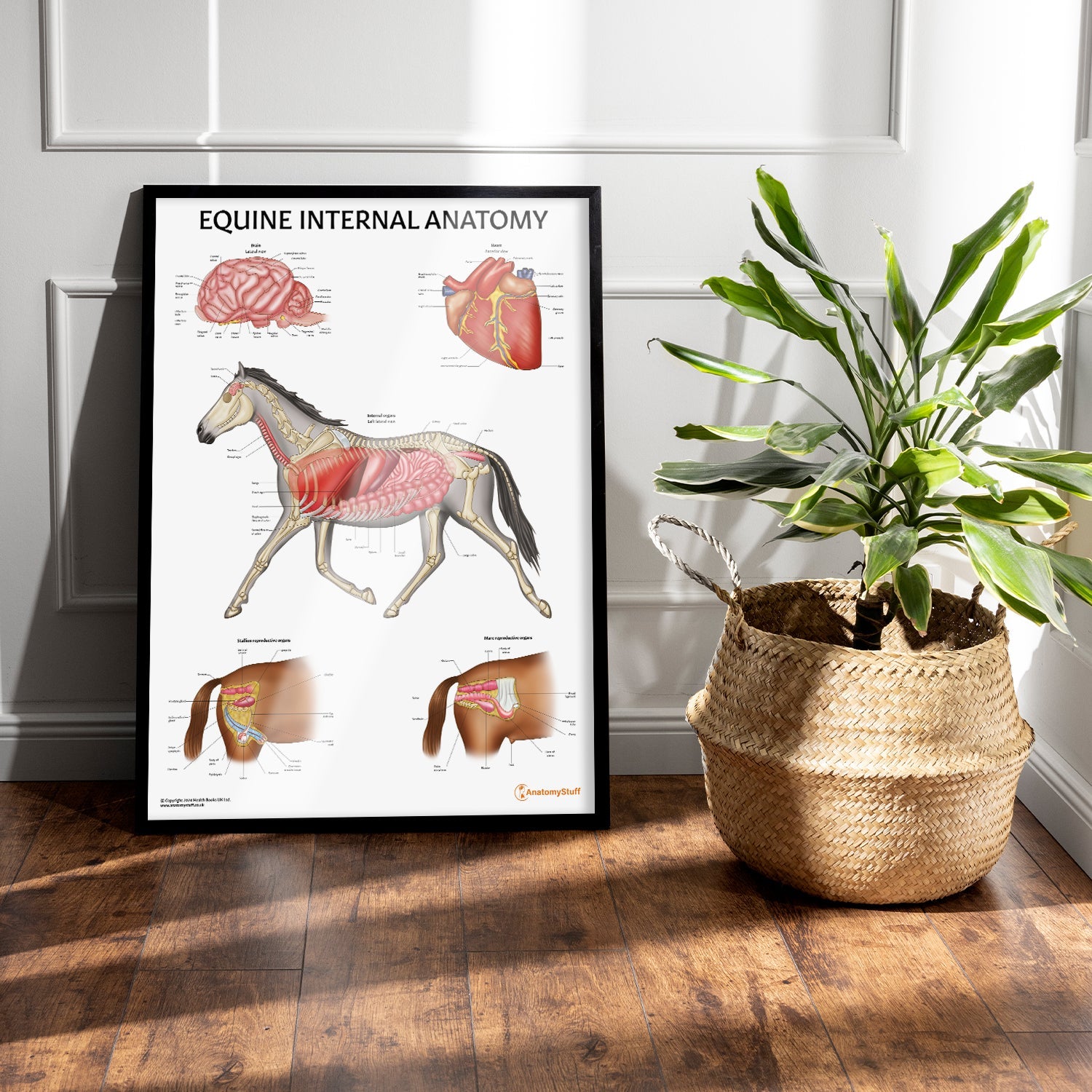 Equine Internal Anatomy Chart / Poster
