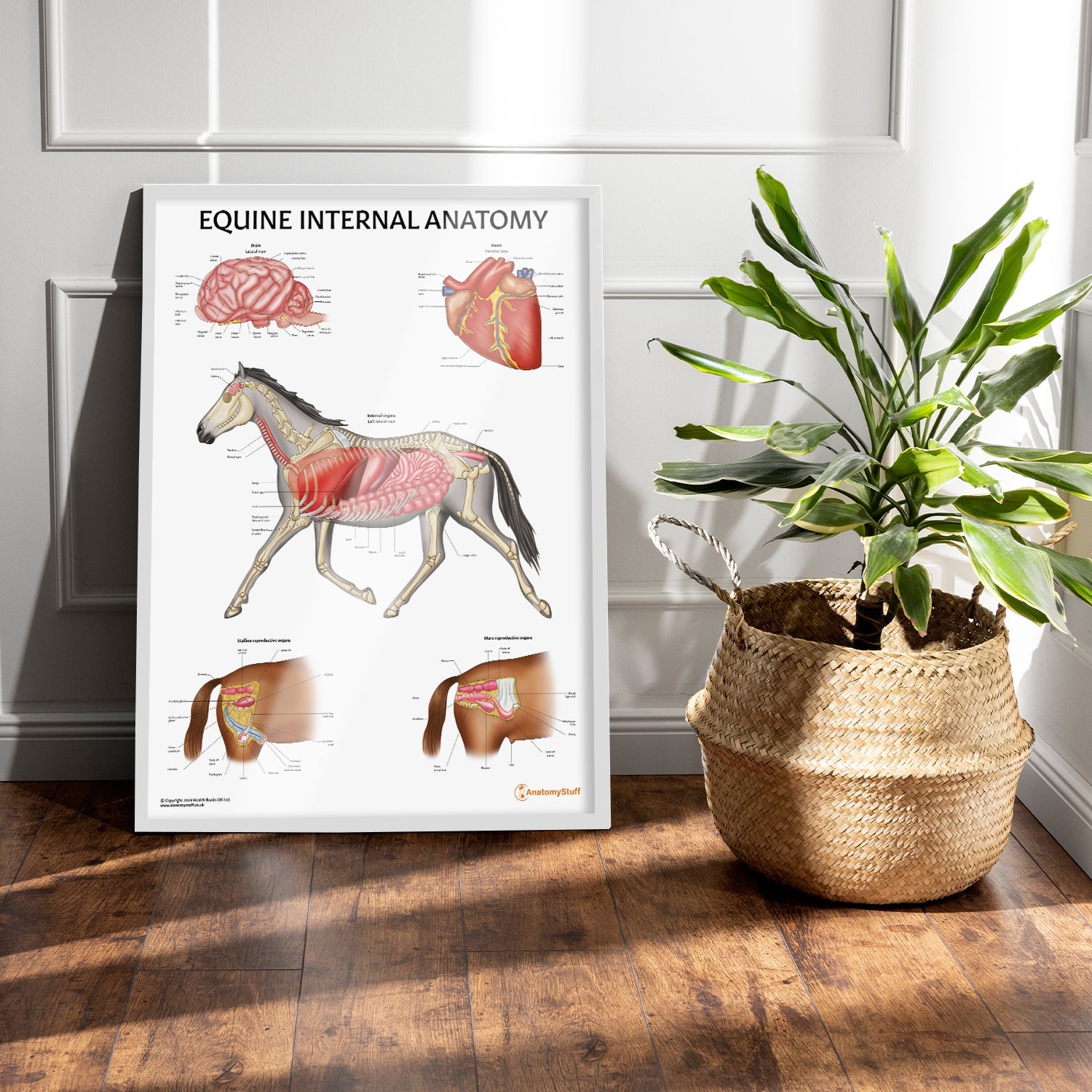 Equine Internal Anatomy Chart / Poster