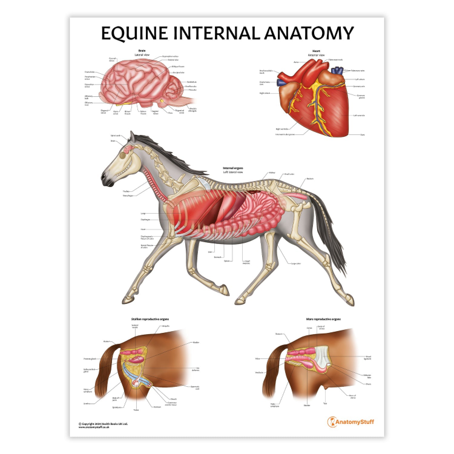Equine Internal Anatomy Chart / Poster