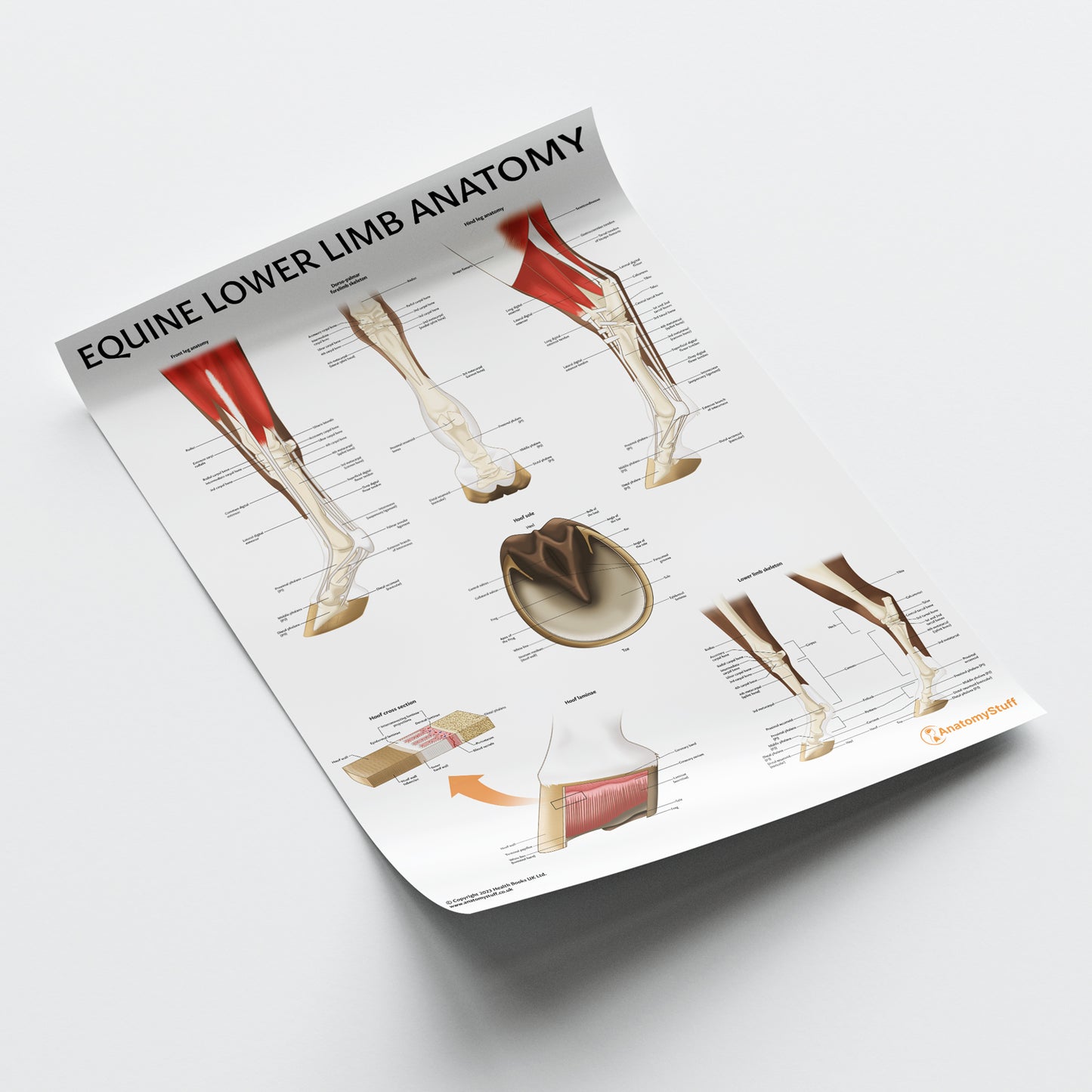 Equine Lower Limb Anatomy Chart / Poster