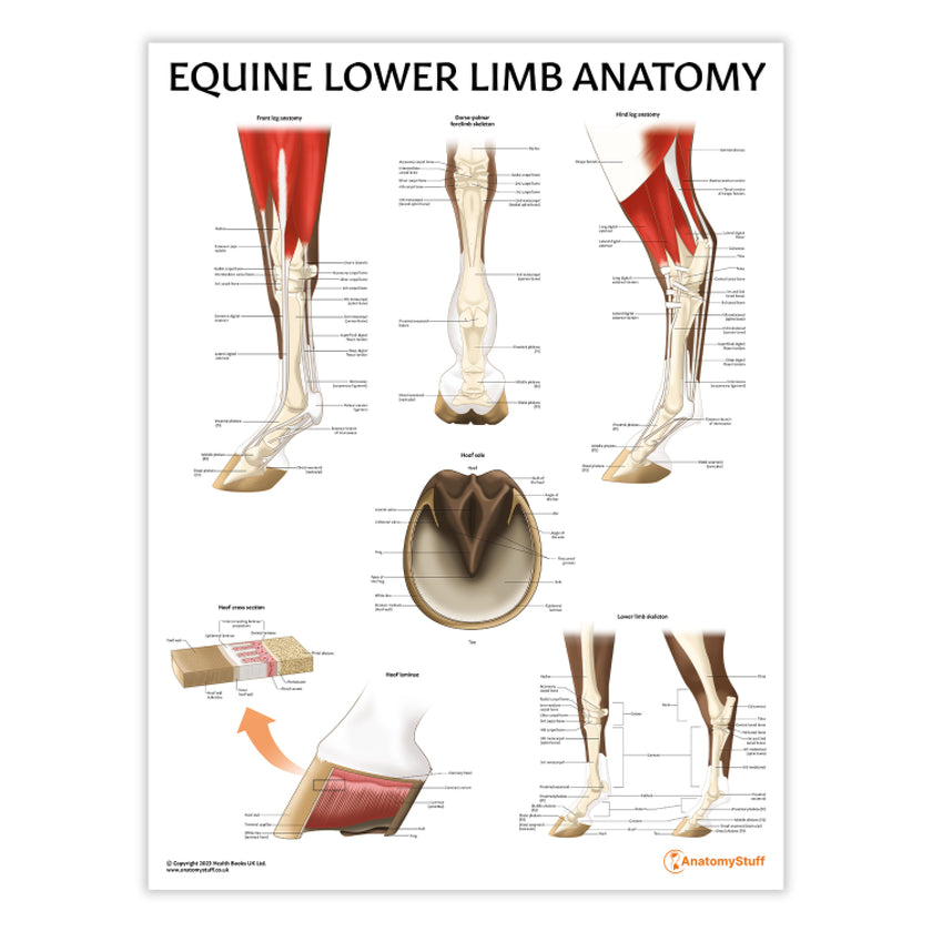 Equine Lower Limb Anatomy Chart / Poster