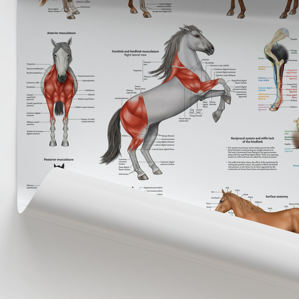 Equine Muscular Anatomy Chart / Poster