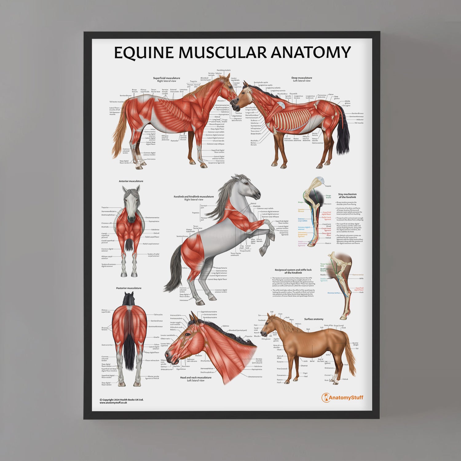 Equine Muscular Anatomy Chart / Poster