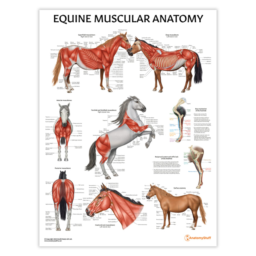 Equine Muscular Anatomy Chart / Poster