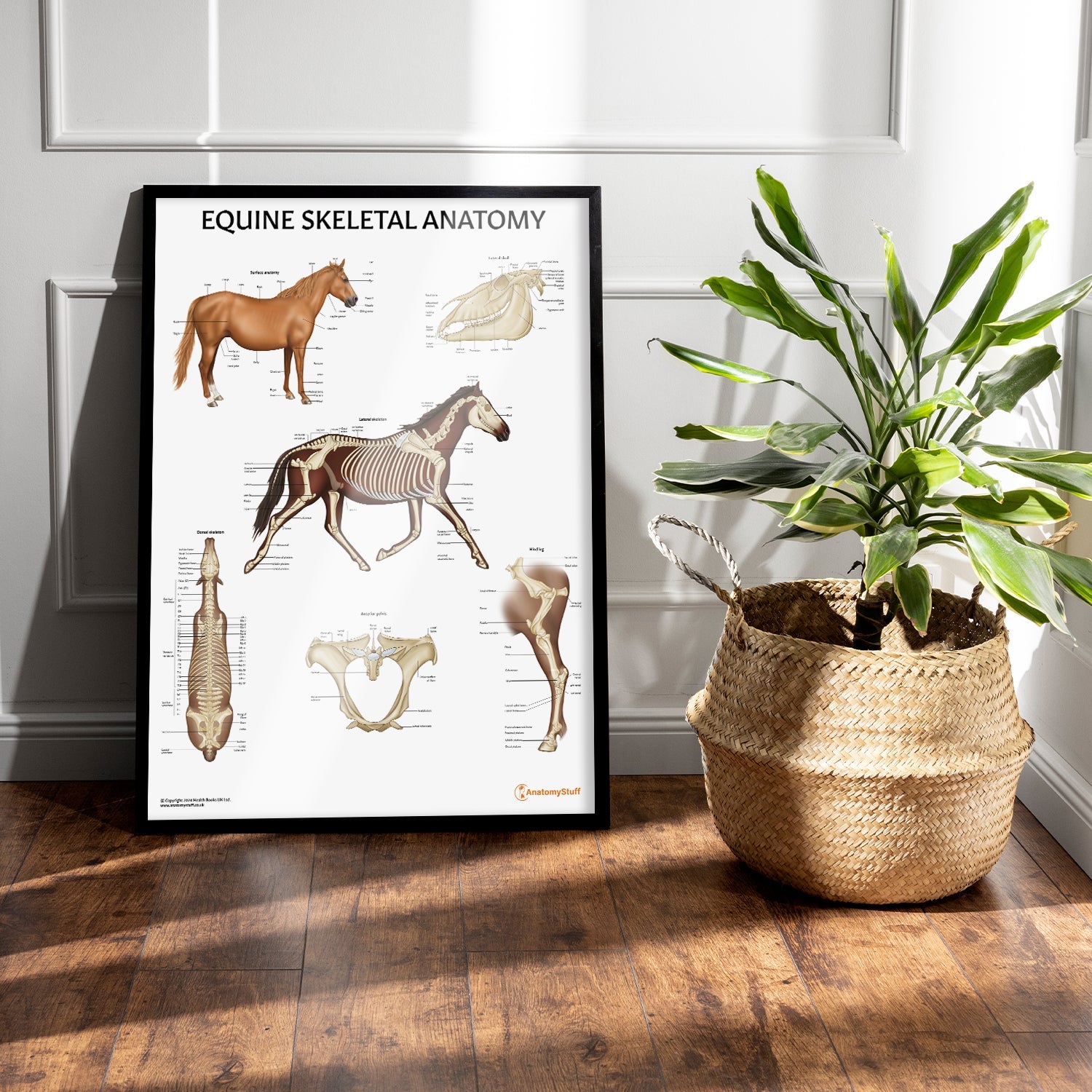 Equine Skeletal Anatomy Chart / Poster