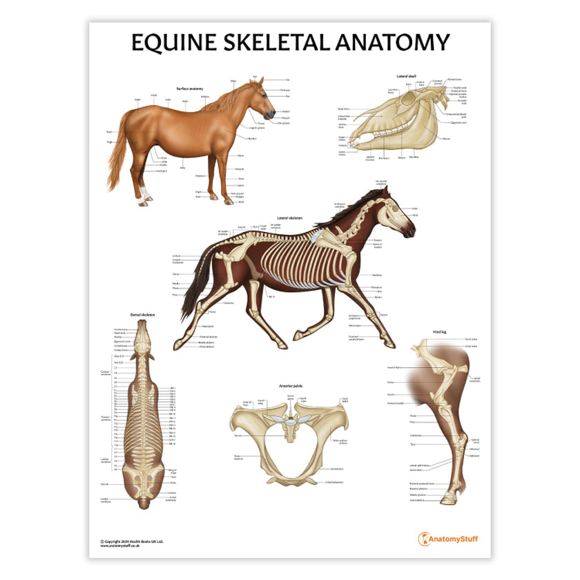 Equine Skeletal Anatomy Chart / Poster