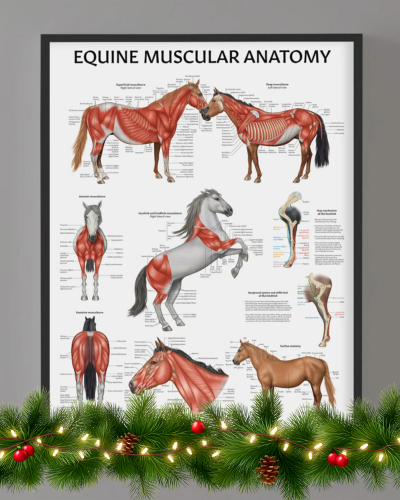 Equine Muscular Anatomy