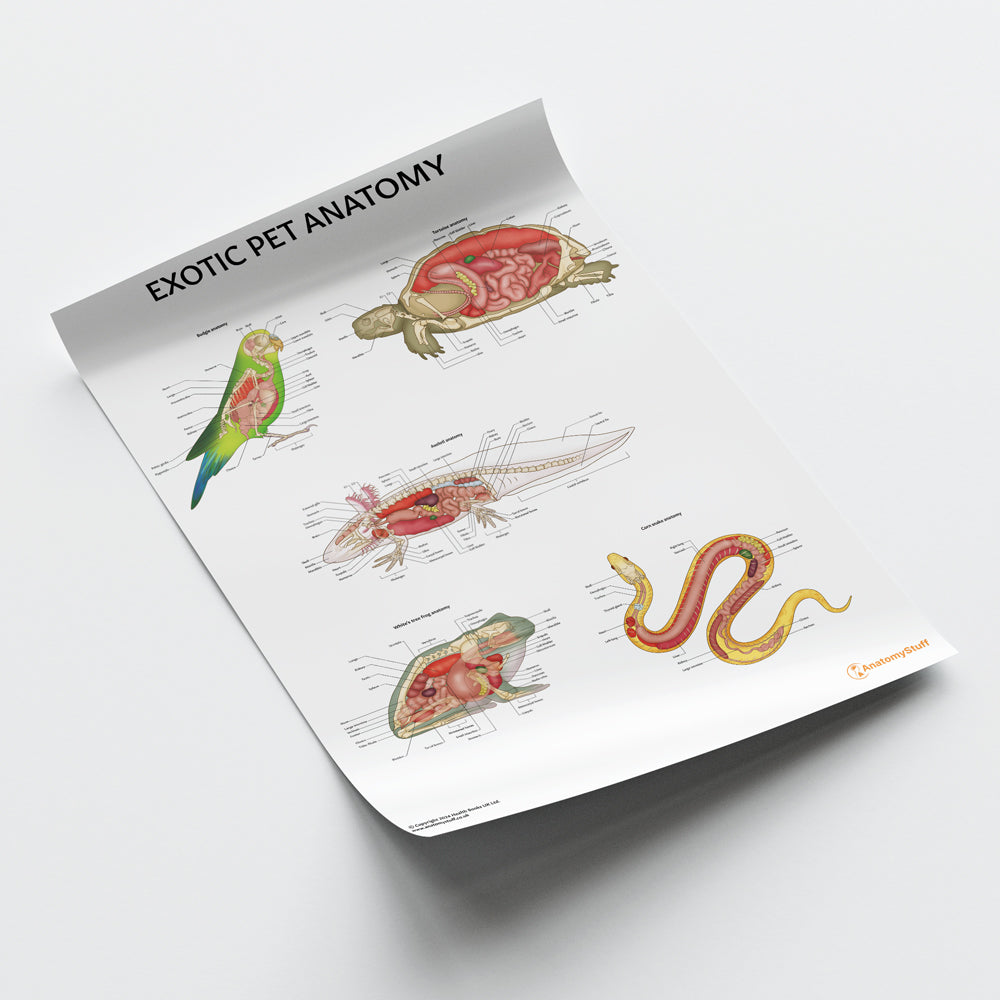 Exotic Pet Anatomy Chart / Poster