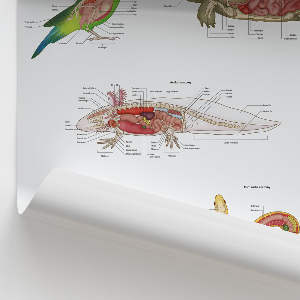 Exotic Pet Anatomy Chart / Poster