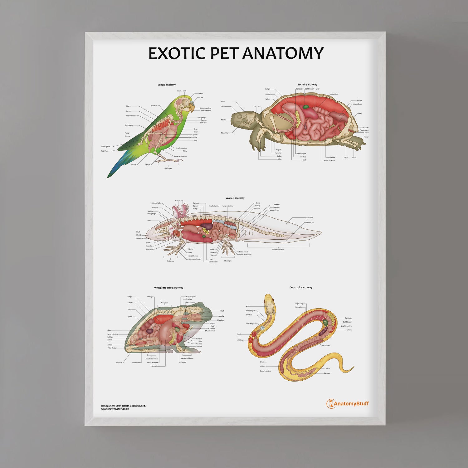 Exotic Pet Anatomy Chart / Poster