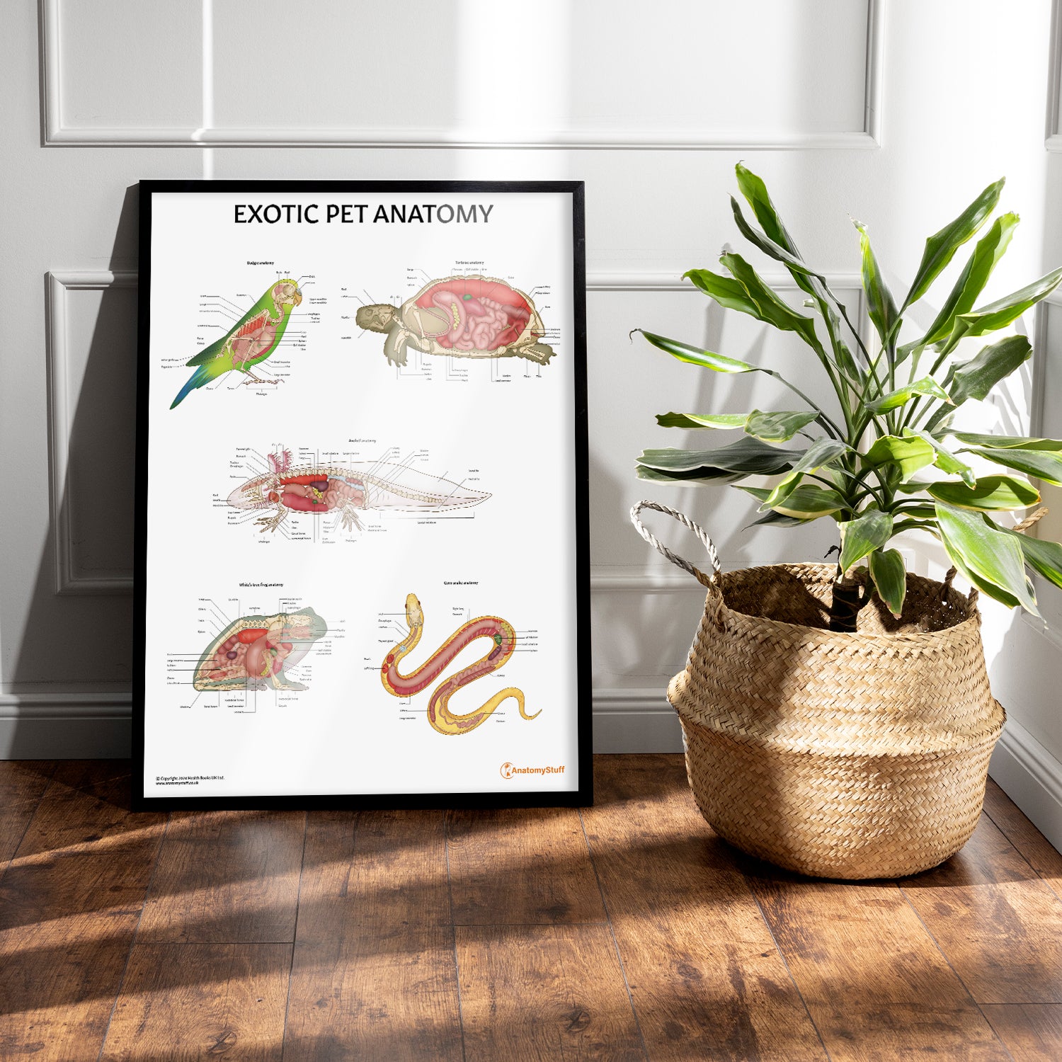 Exotic Pet Anatomy Chart / Poster