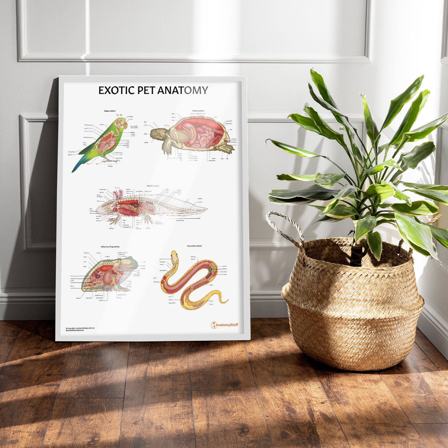 Exotic Pet Anatomy Chart / Poster