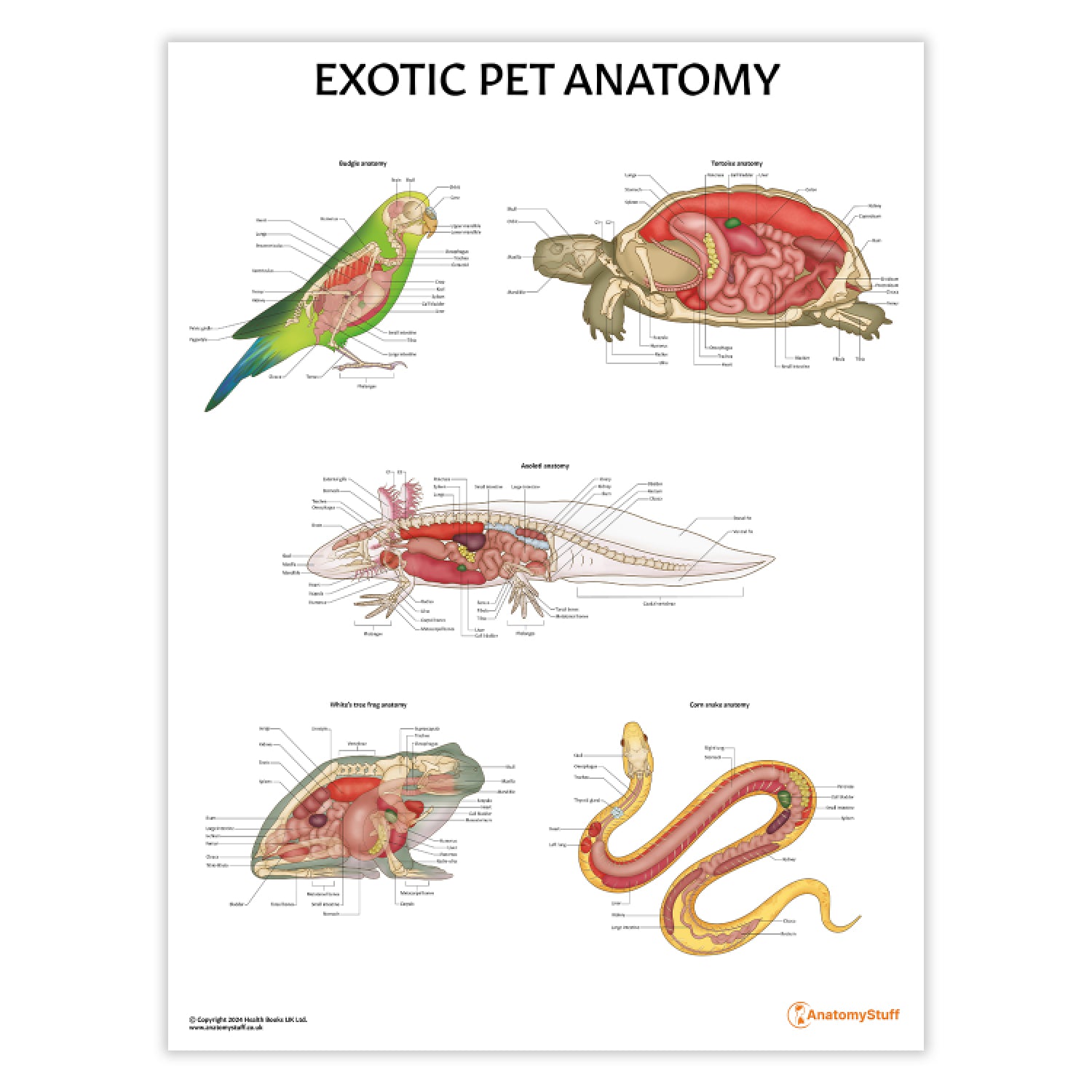 Exotic Pet Anatomy Chart / Poster