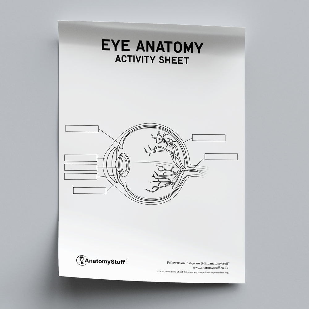 Eye Anatomy Activity Sheet PDF