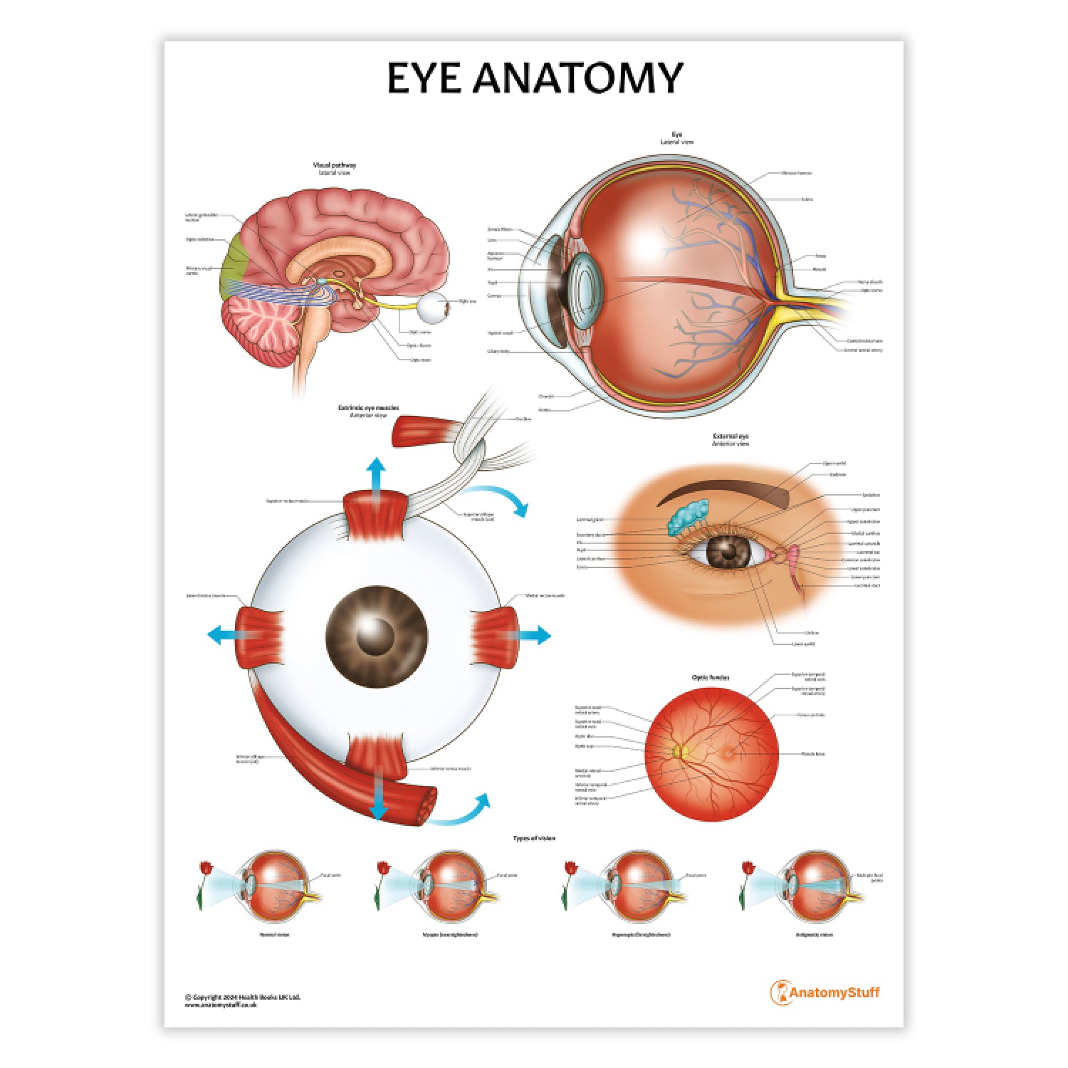 Eye Anatomy Chart / Poster