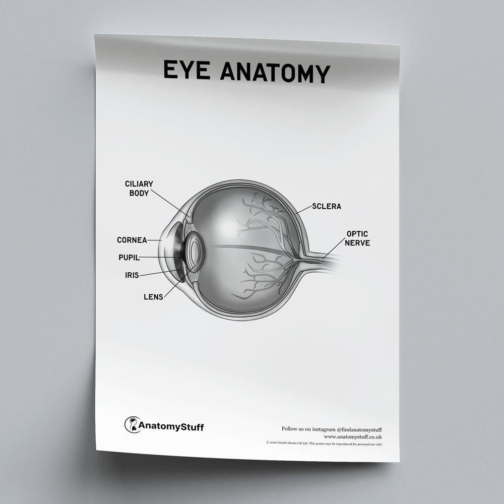 Eye Anatomy Poster PDF