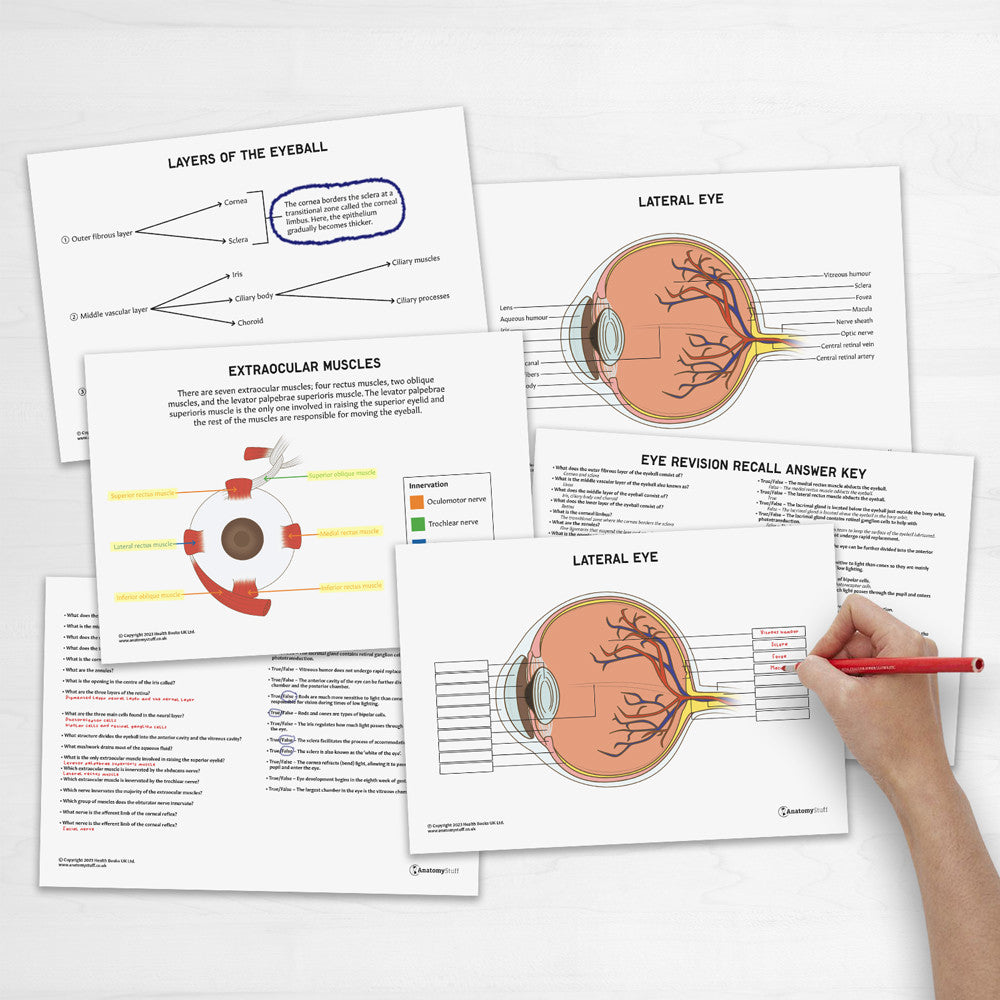 Eye Anatomy Revision Worksheets (Interactive & Printable PDFs)
