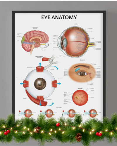 Eye Anatomy