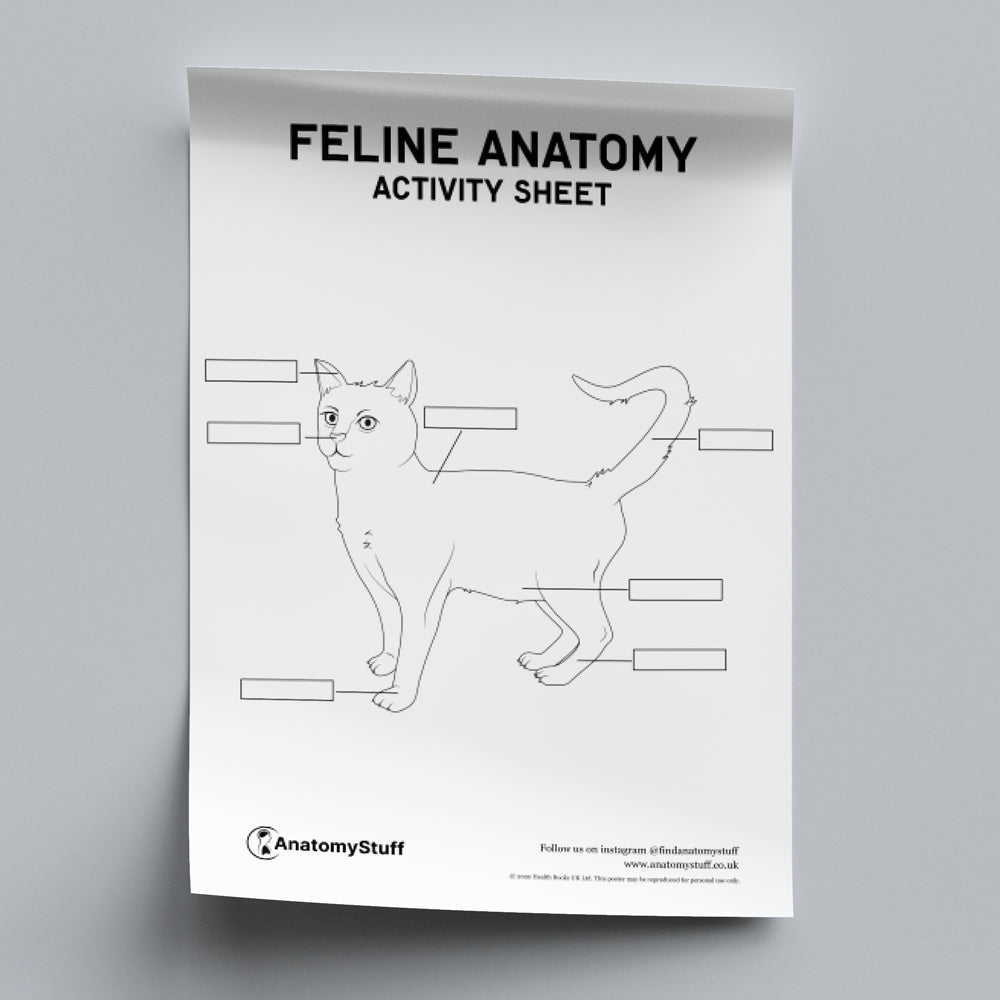 Feline Anatomy Activity Sheet PDF