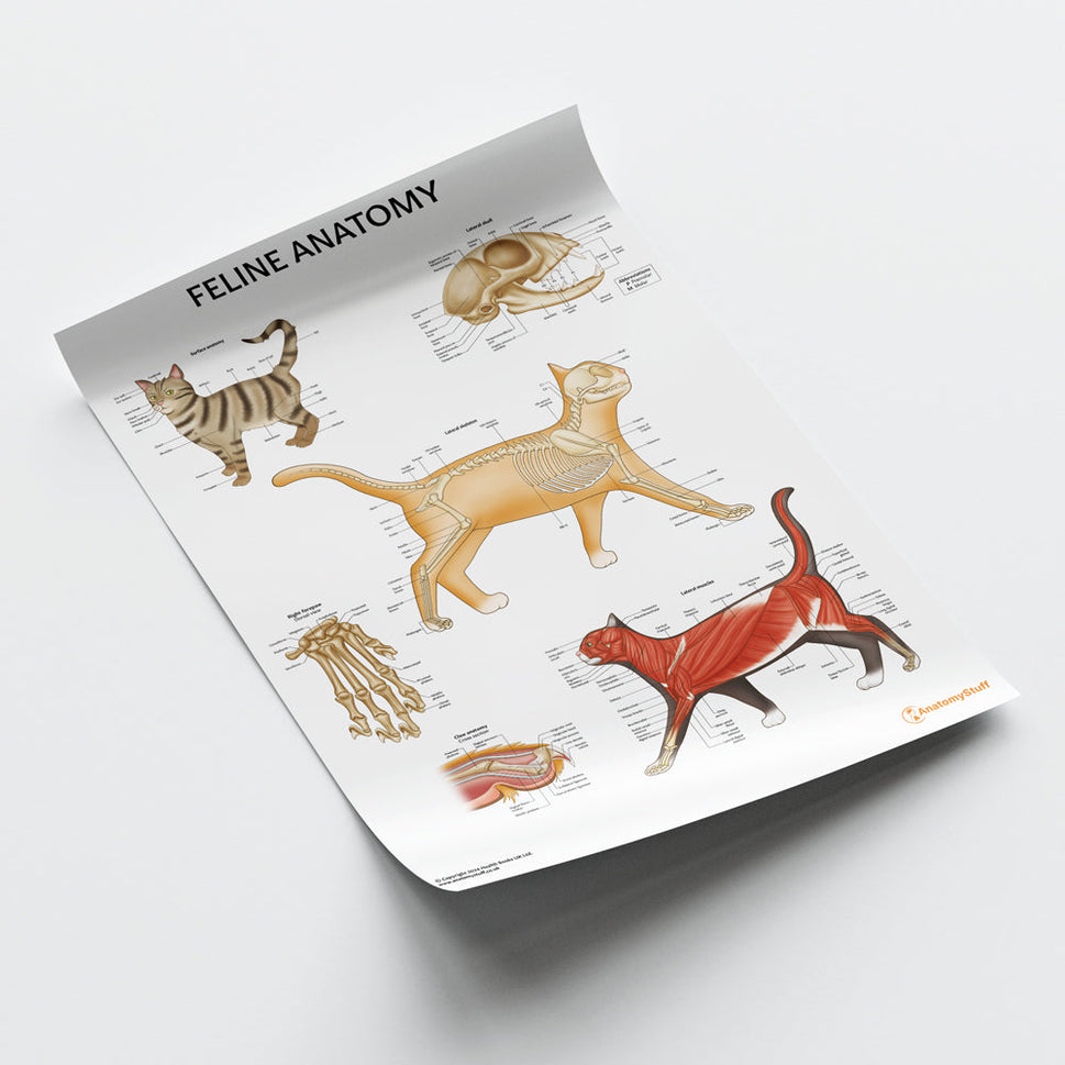 Feline Anatomy Chart / Poster