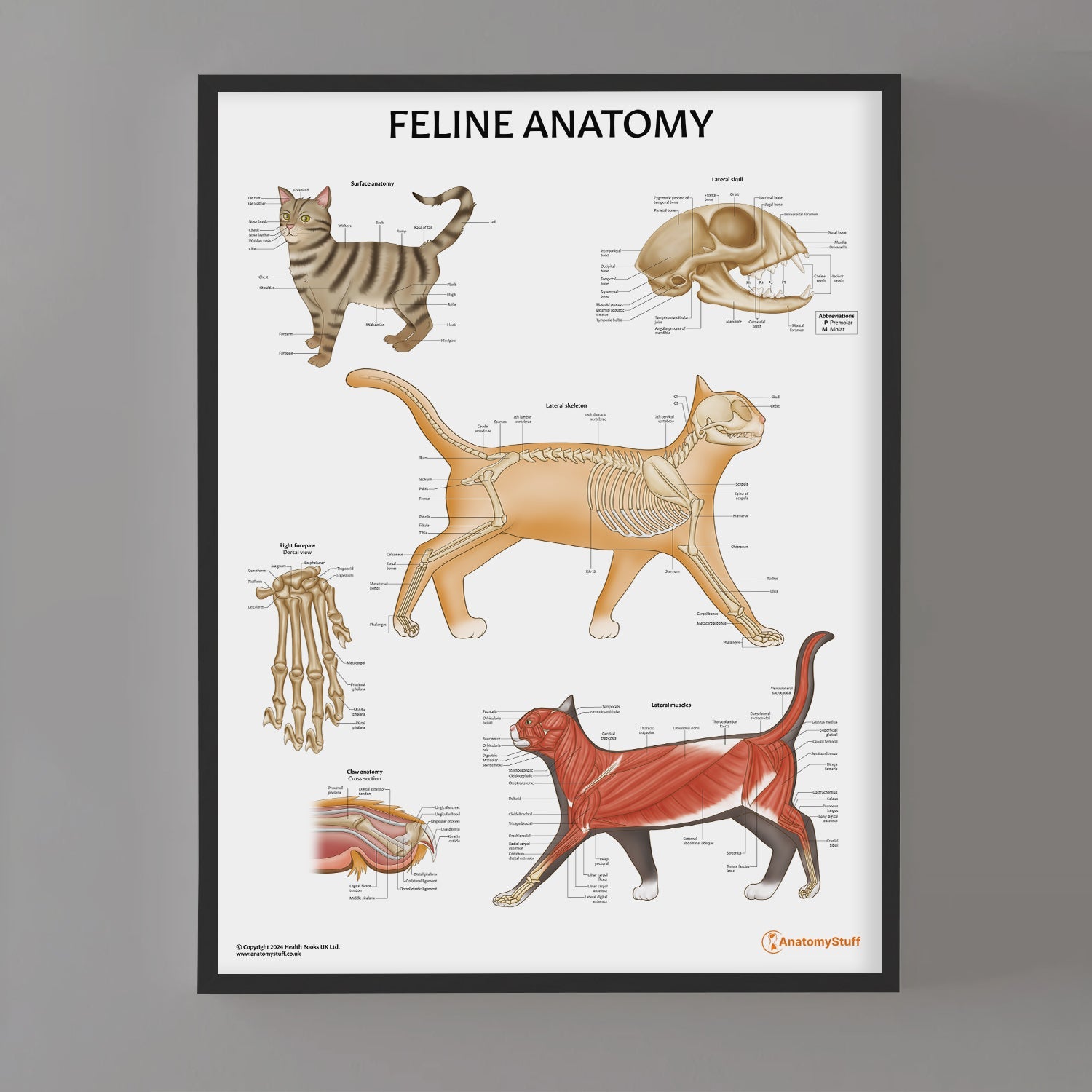 Feline Anatomy Chart / Poster