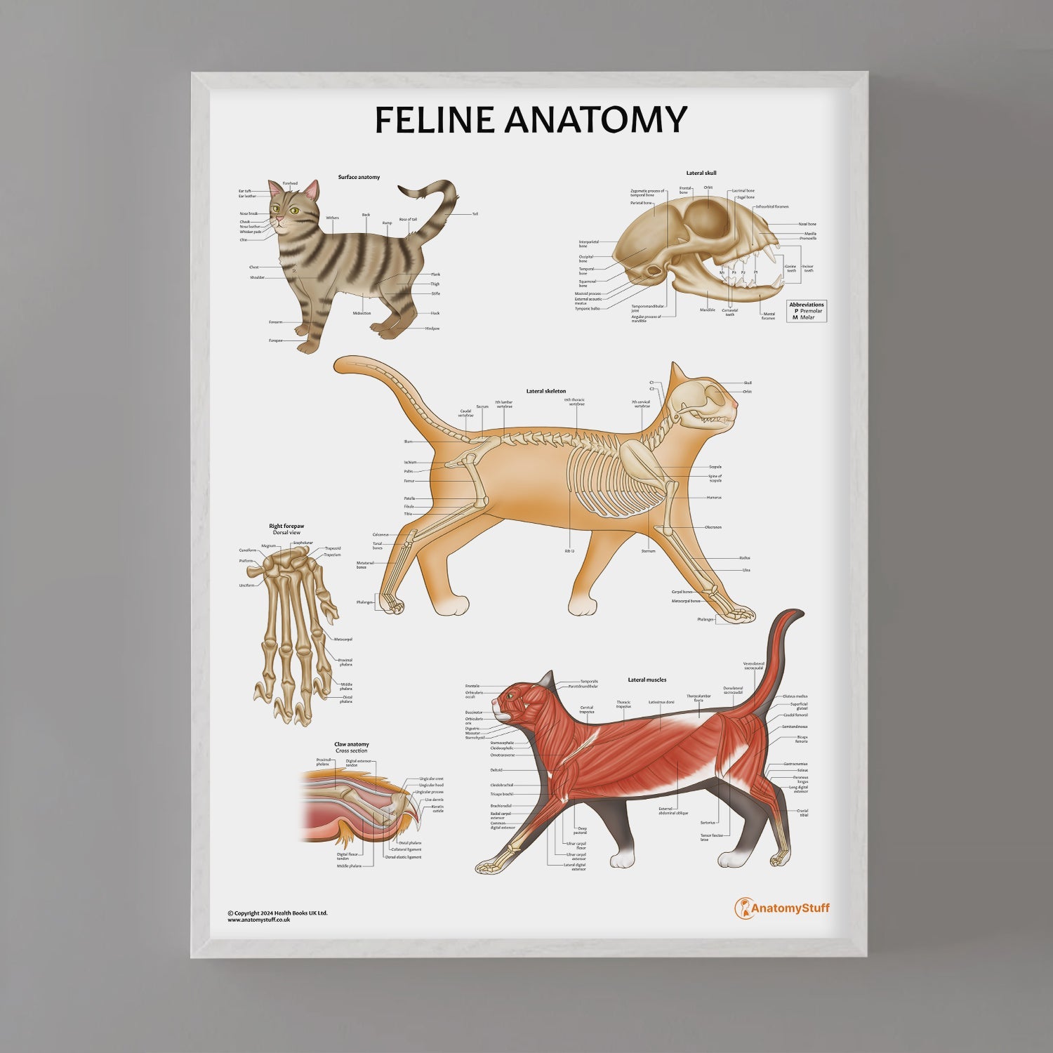 Feline Anatomy Chart / Poster