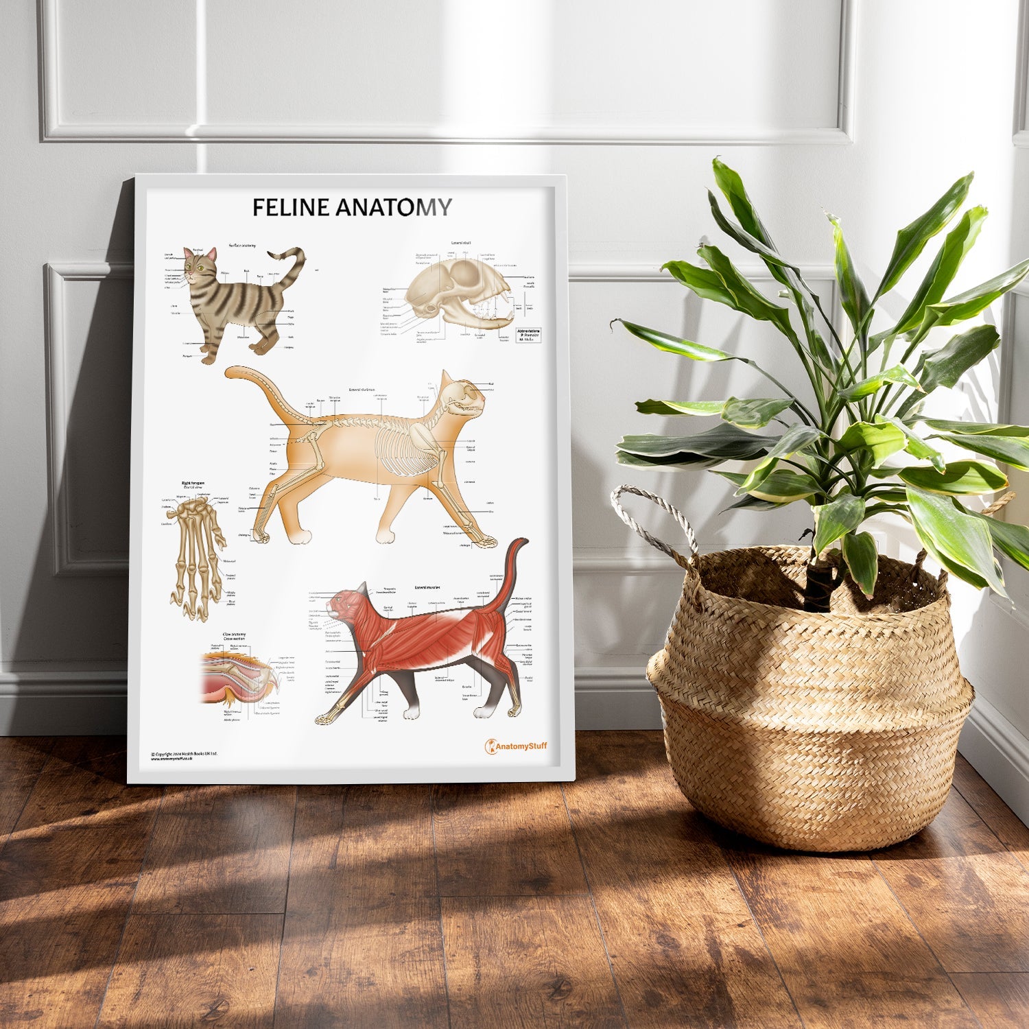 Feline Anatomy Chart / Poster