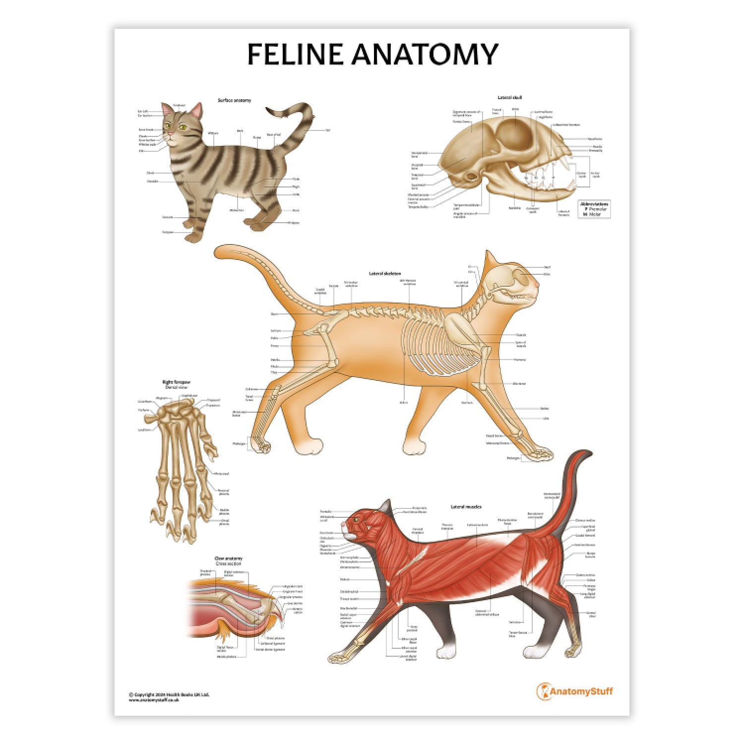 Feline Anatomy Chart / Poster