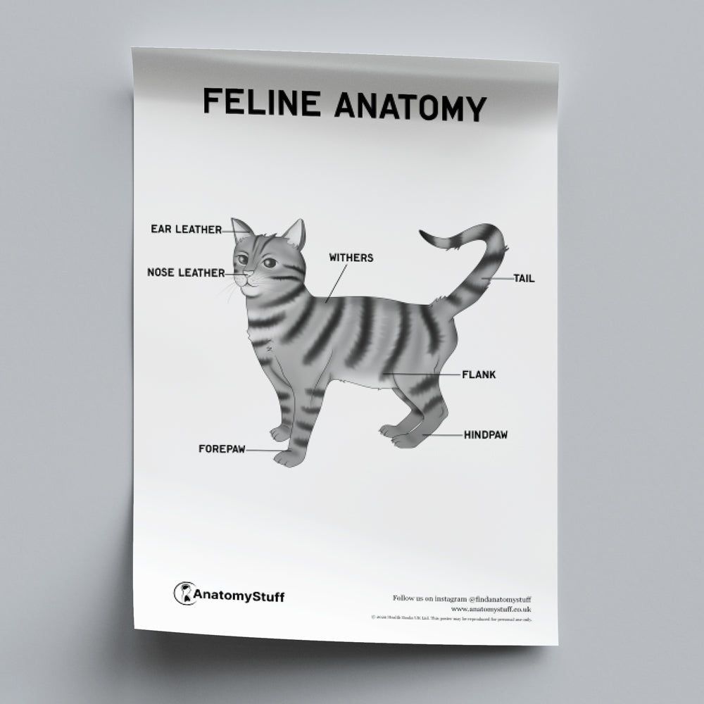 Feline Anatomy Poster PDF