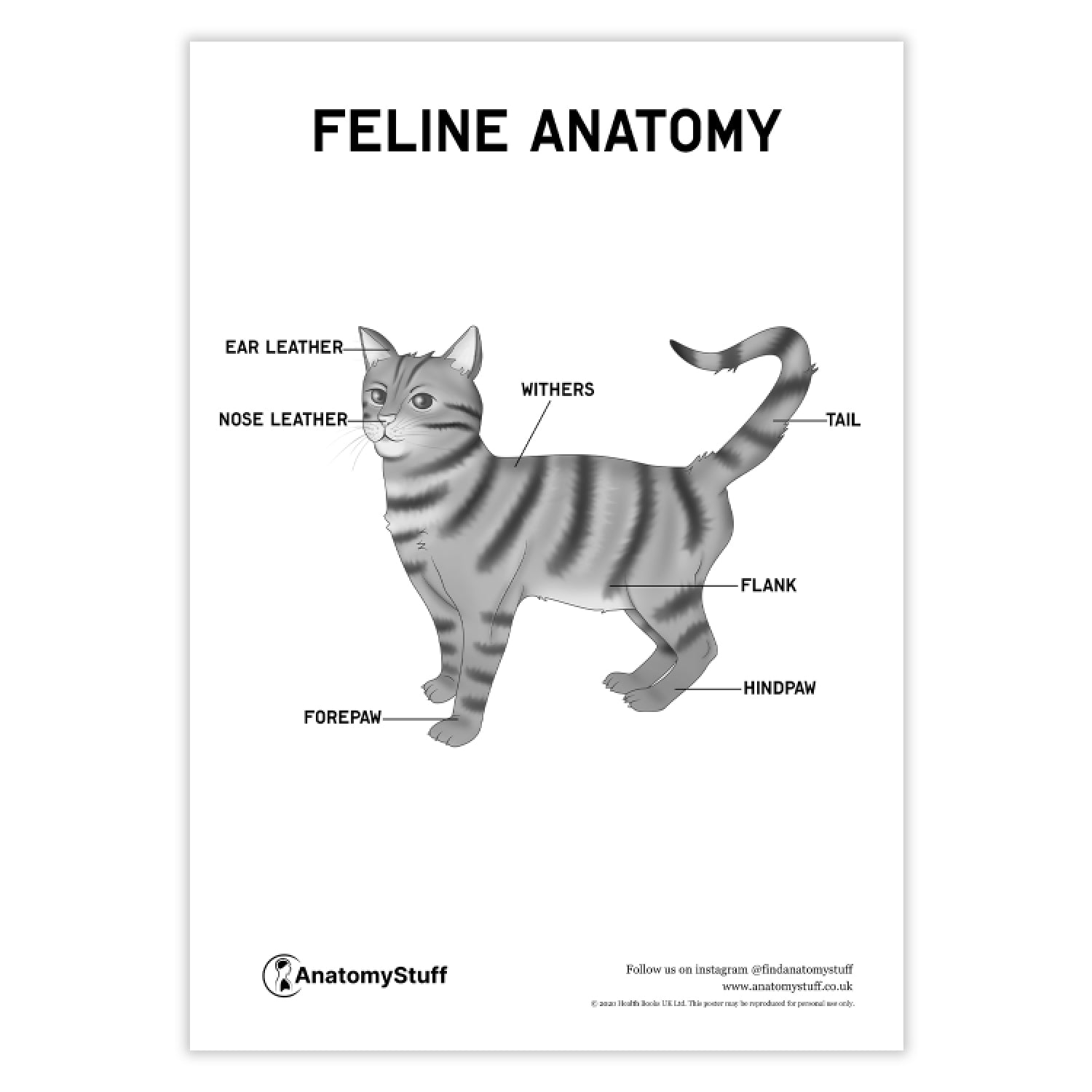 Feline Anatomy Poster PDF