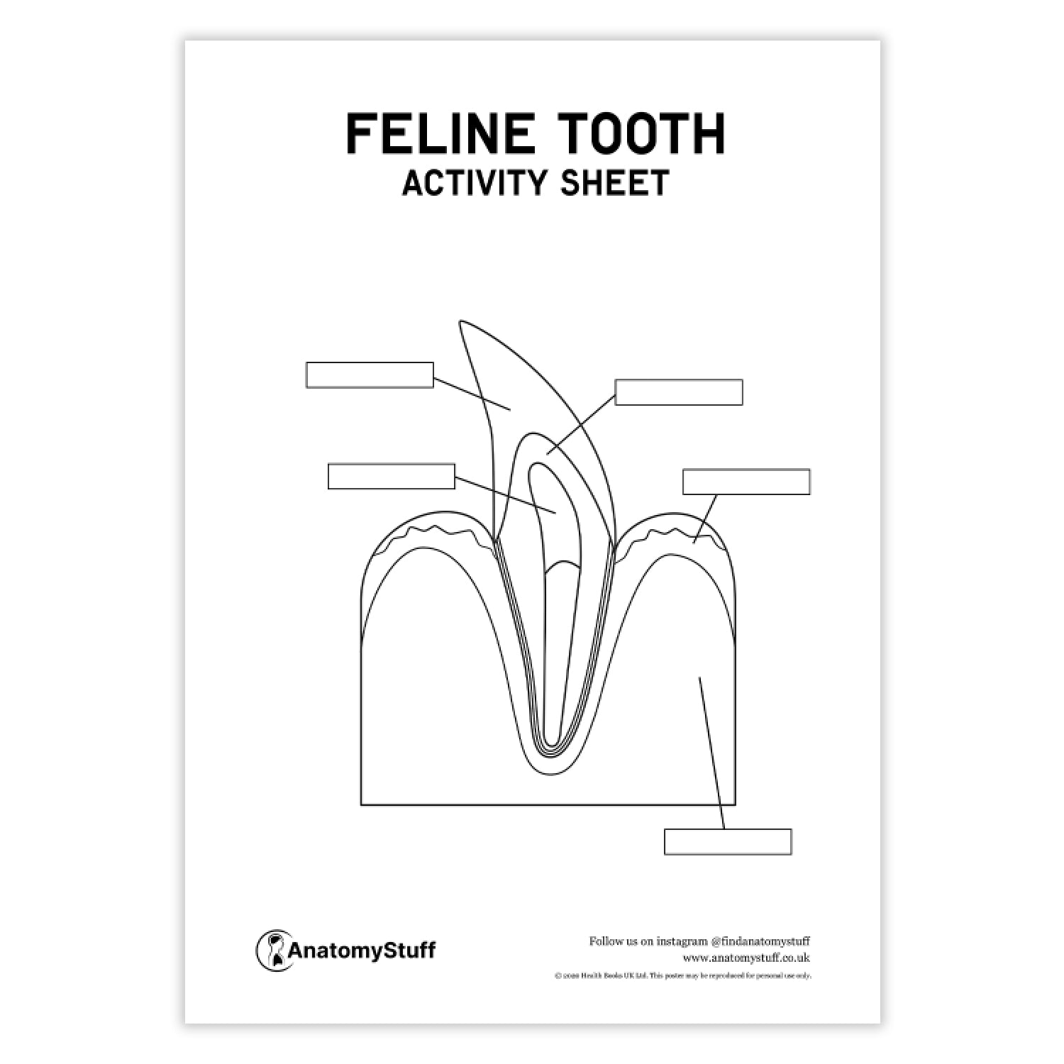 Feline Dental Anatomy Activity Sheet PDF