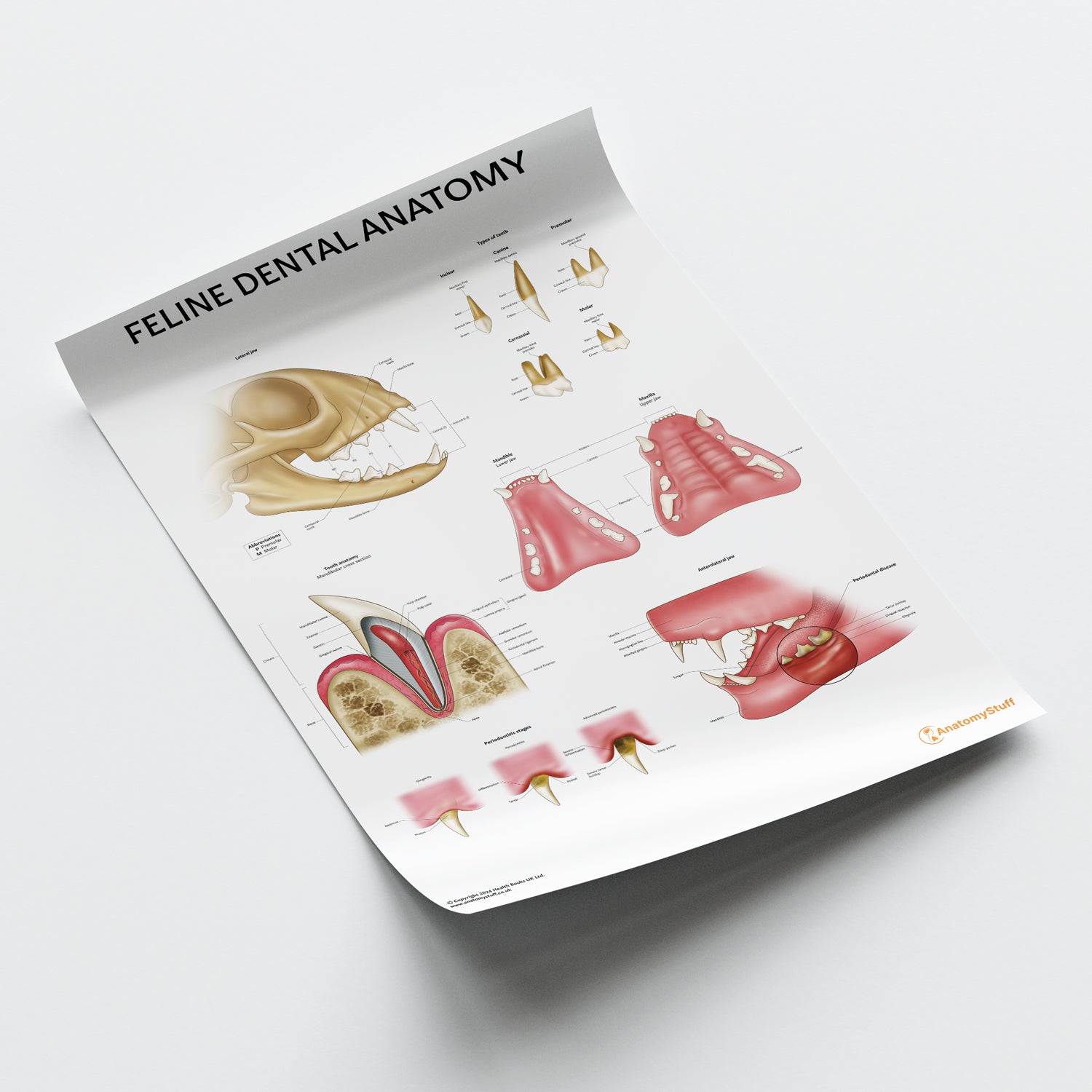 Feline Dental Anatomy Chart / Poster