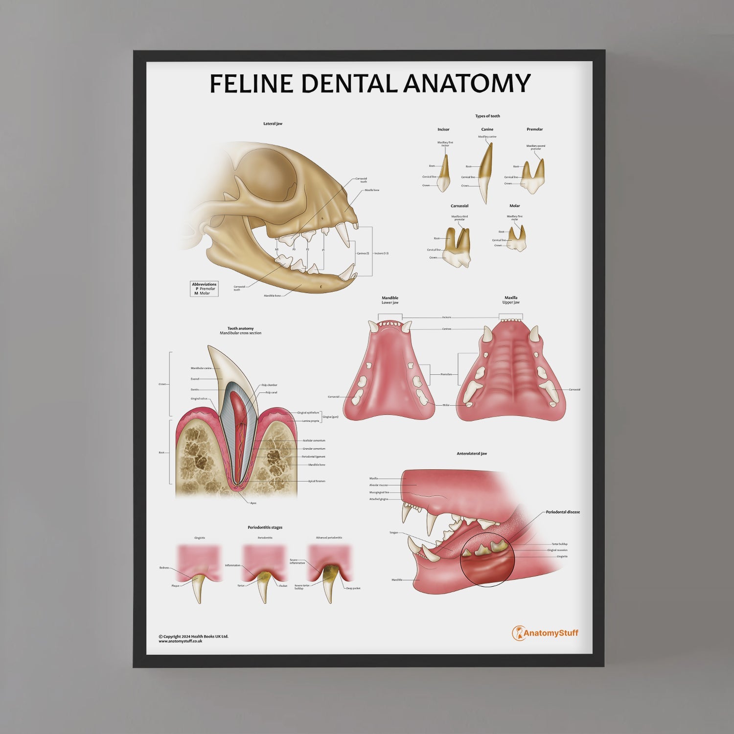 Feline Dental Anatomy Chart / Poster